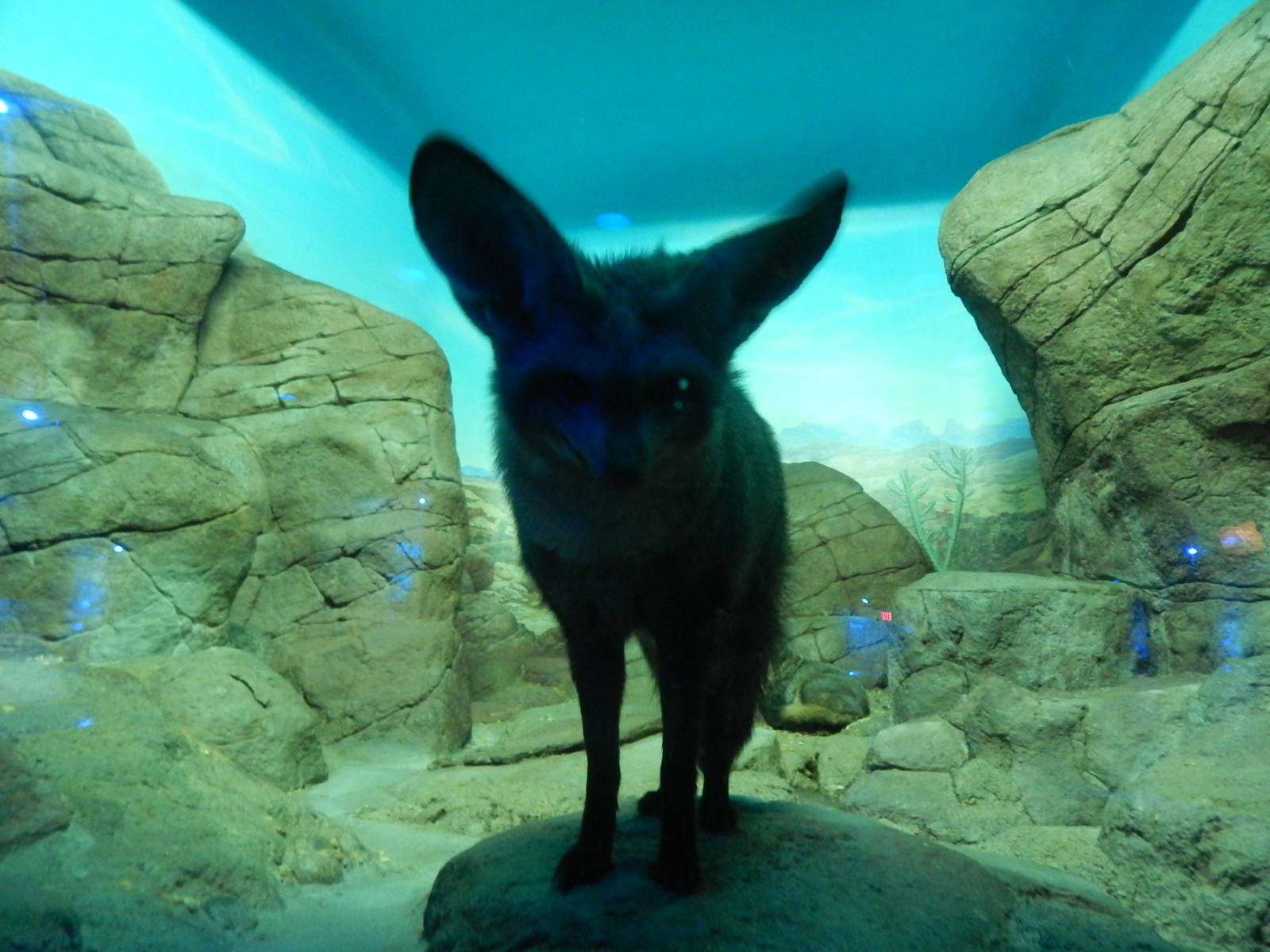 Feb. 2014 - Night Hunters - Bat-eared Fox