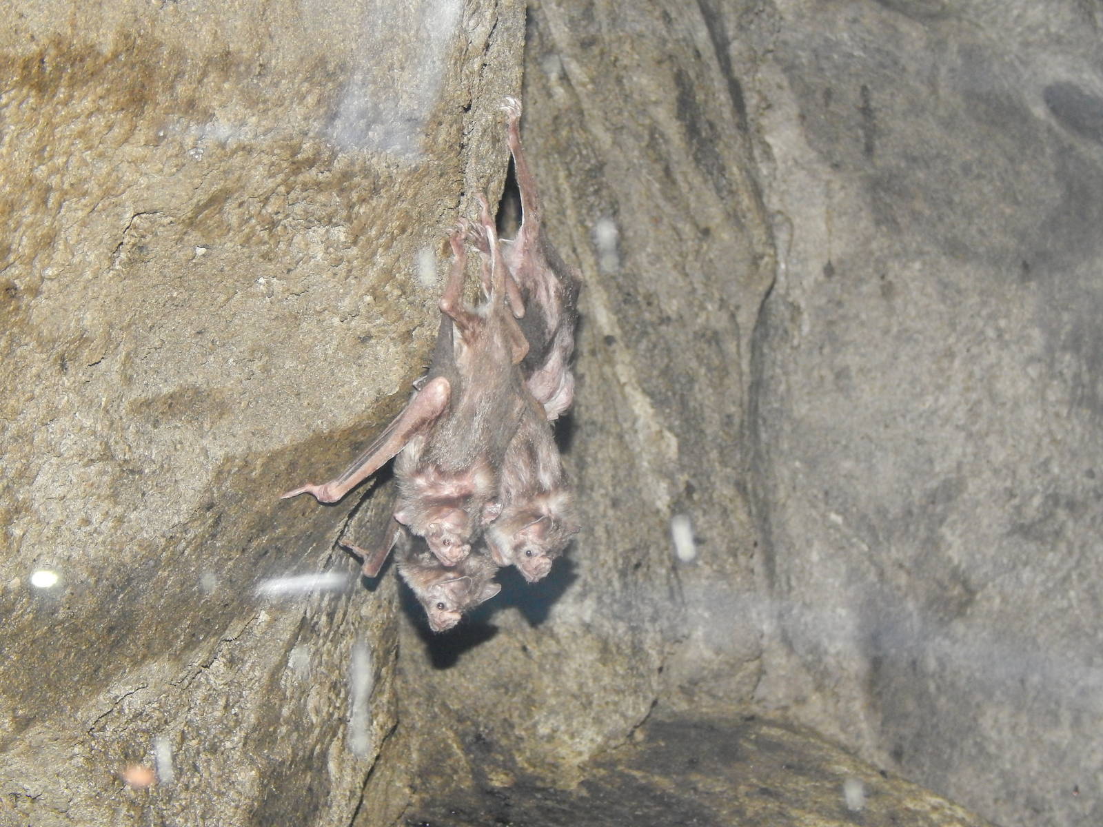 Feb. 2014 - Night Hunters - Common Vampire Bats