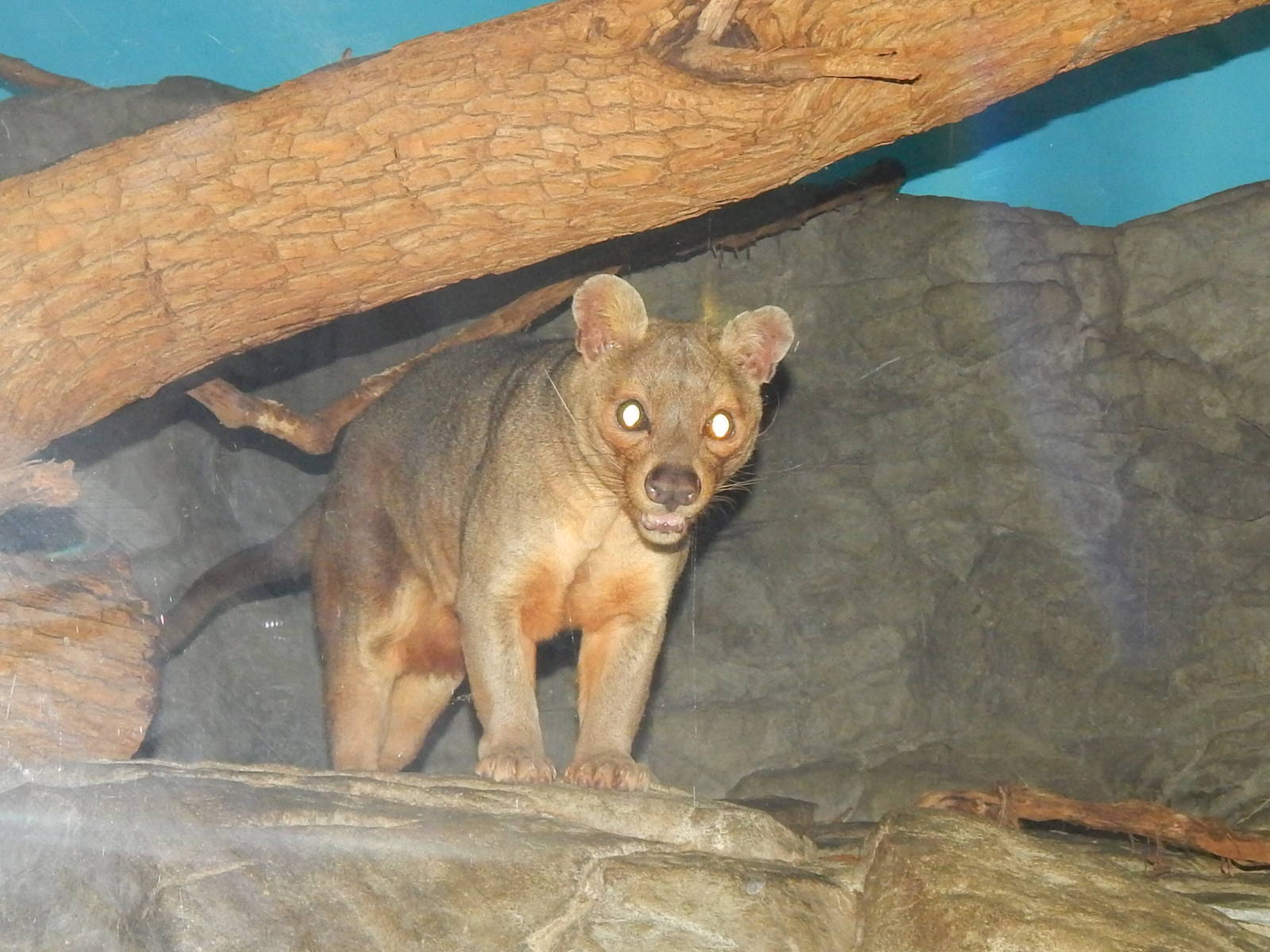 Feb. 2014 - Night Hunters - Fossa