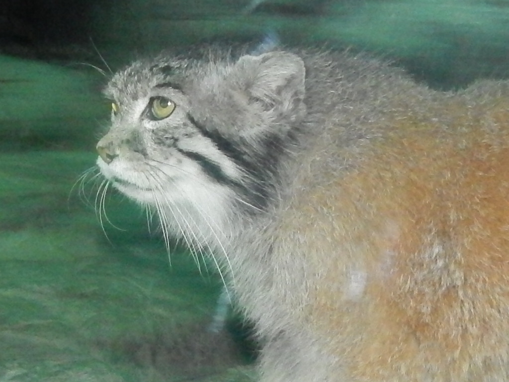 Feb. 2014 - Night Hunters - Pallas' Cat