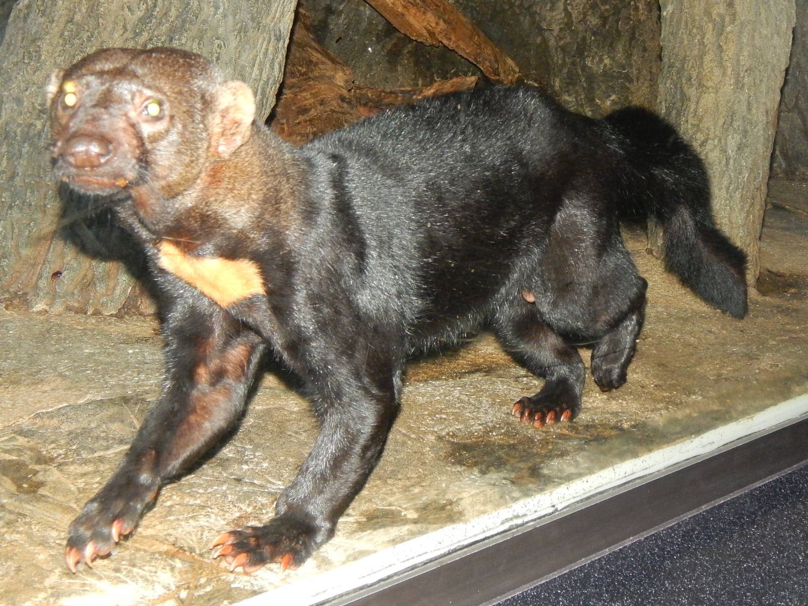 Feb. 2014 - Night Hunters - Running Tayra