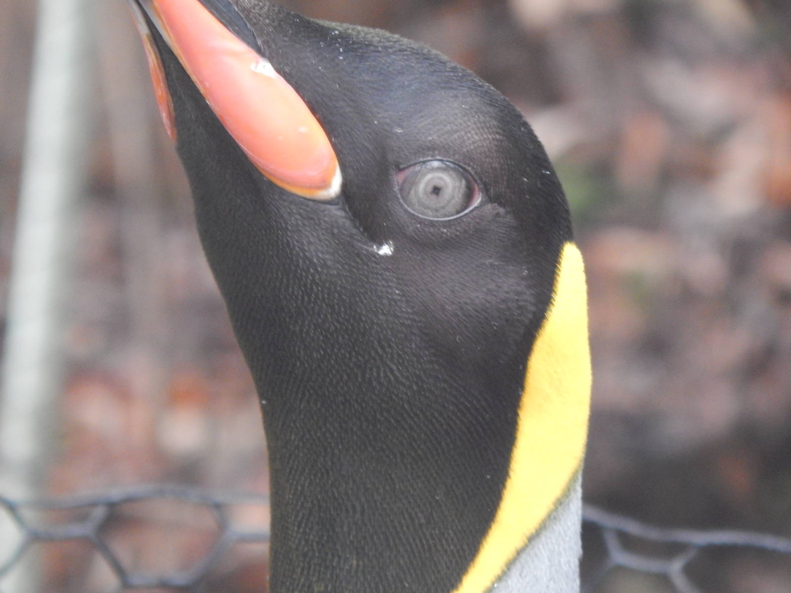 Feb. 2014 - Penguin Parade - King Penguin
