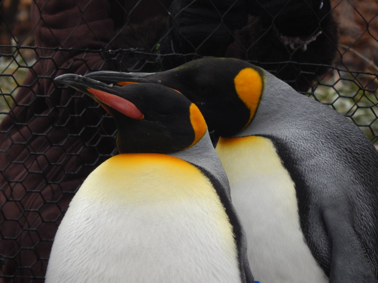 Feb. 2014 - Penguin Parade - King Penguins