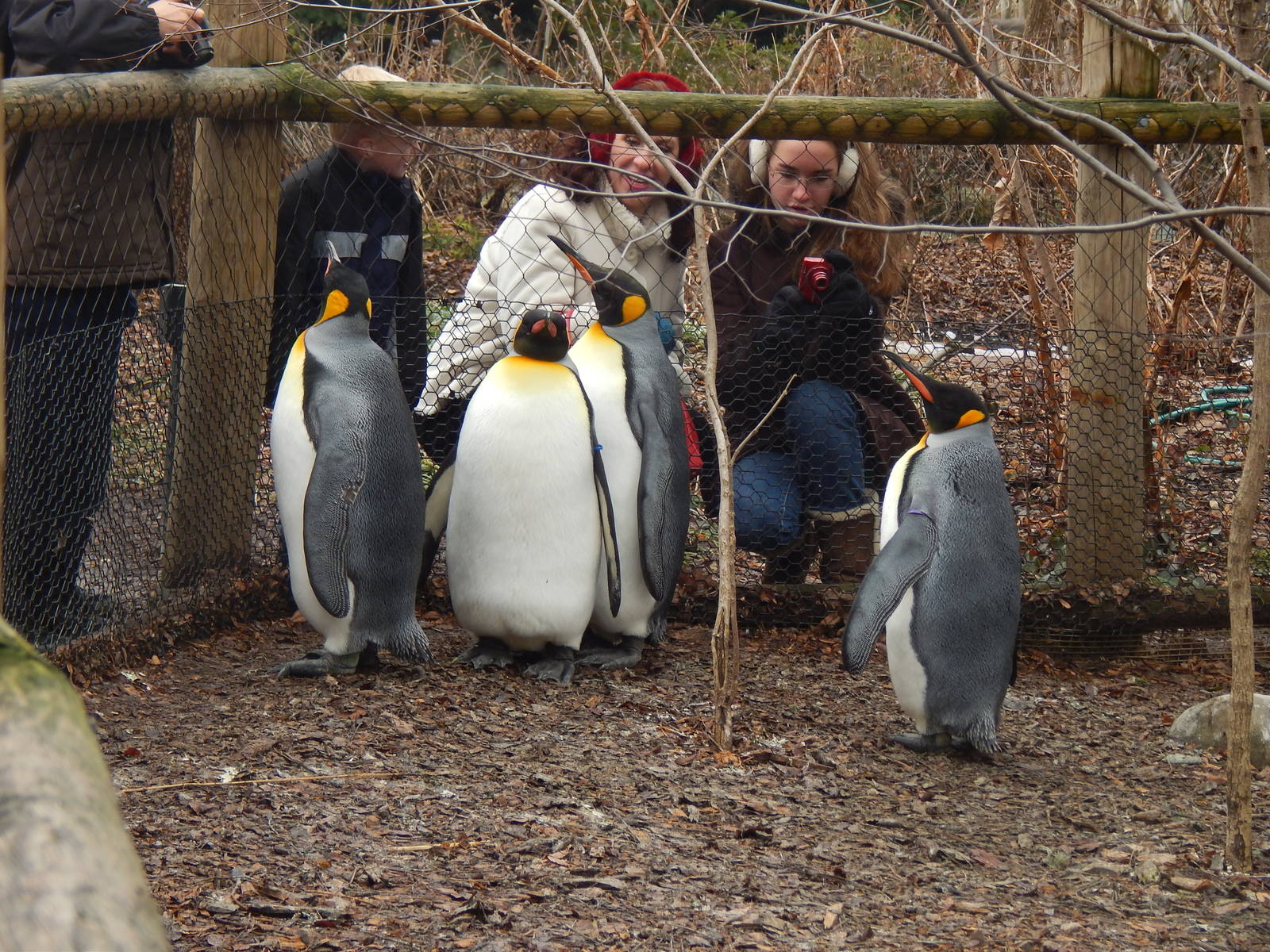 Feb. 2014 - Penguin Parade - King Penguins