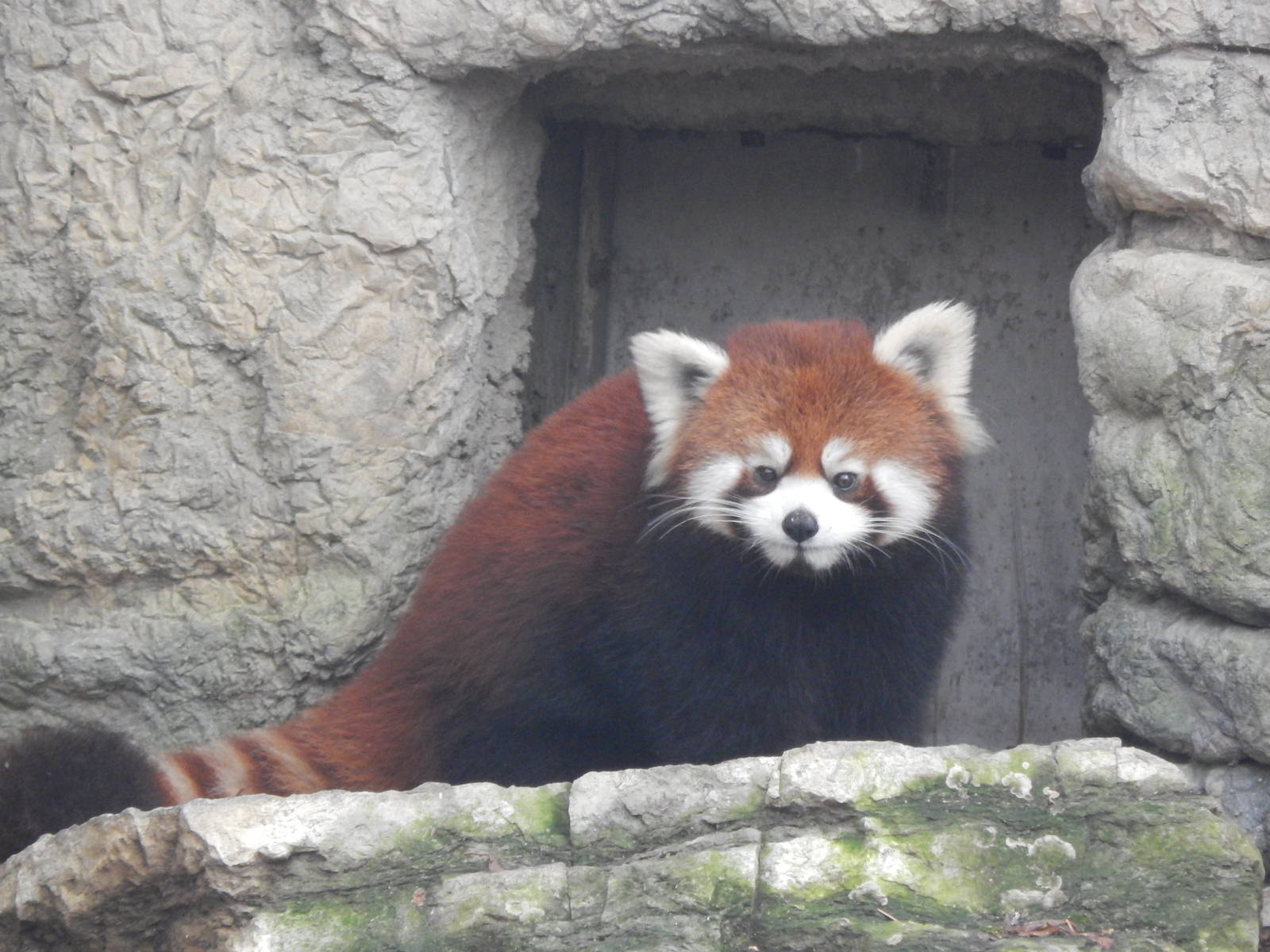 Feb. 2014 - Red Panda