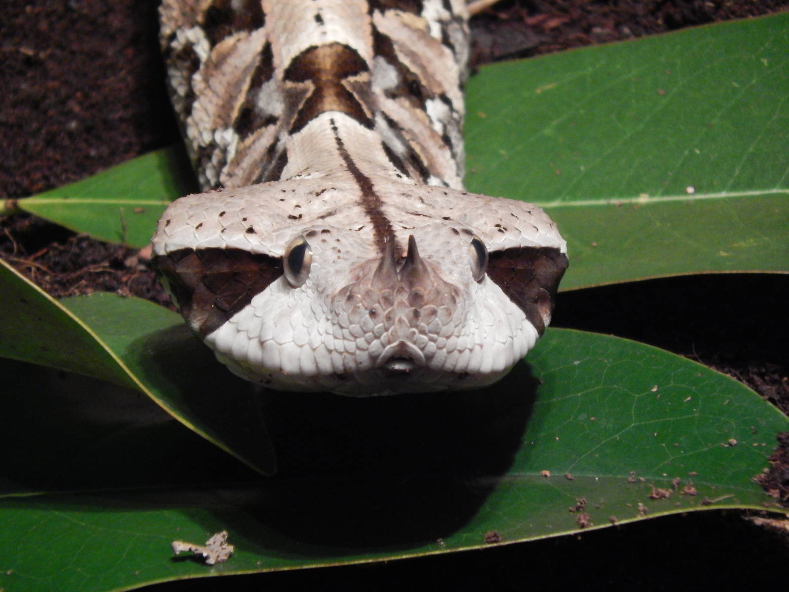 Feb. 2014 - Reptile House - Gaboon Viper