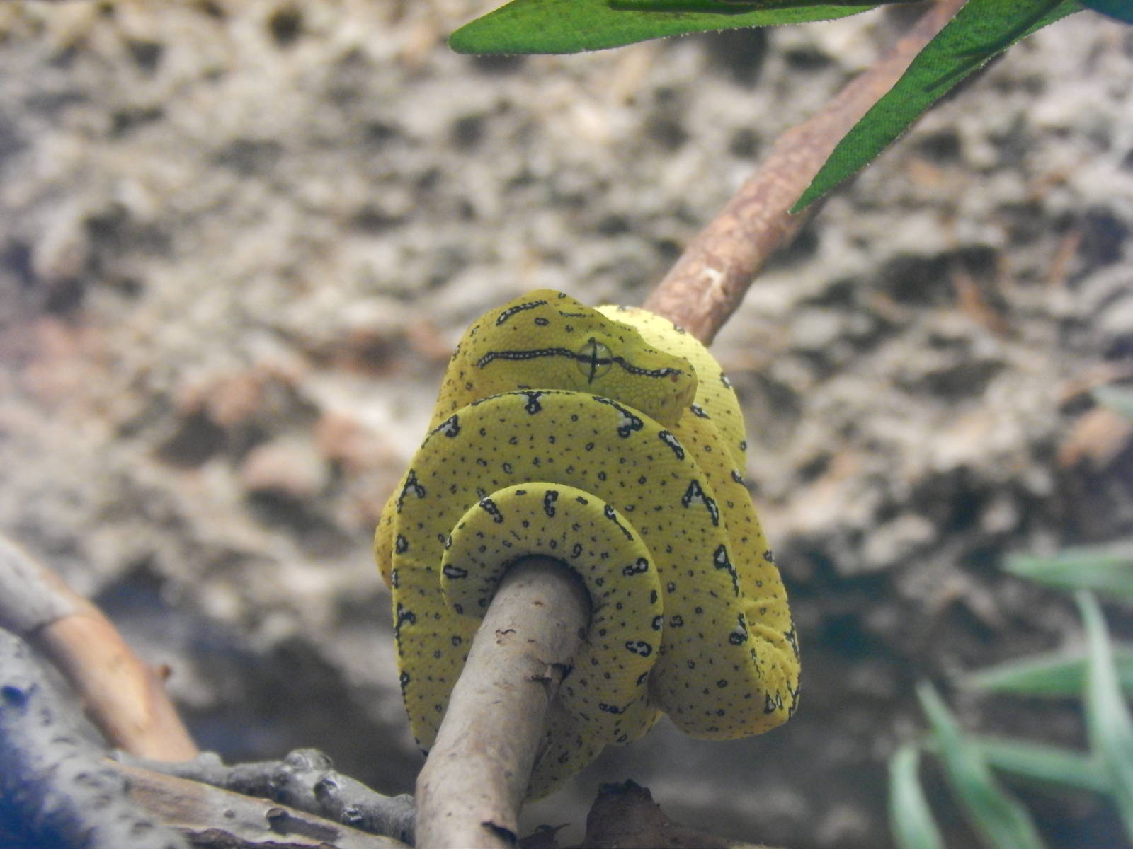 Feb. 2014 - Reptile House - Juvenile Green Tree Python