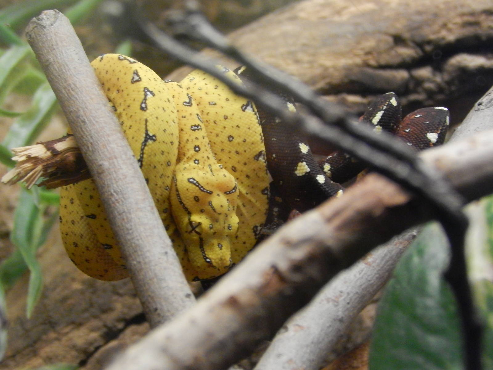 Feb. 2014 - Reptile House - Juvenile Green Tree Pythons