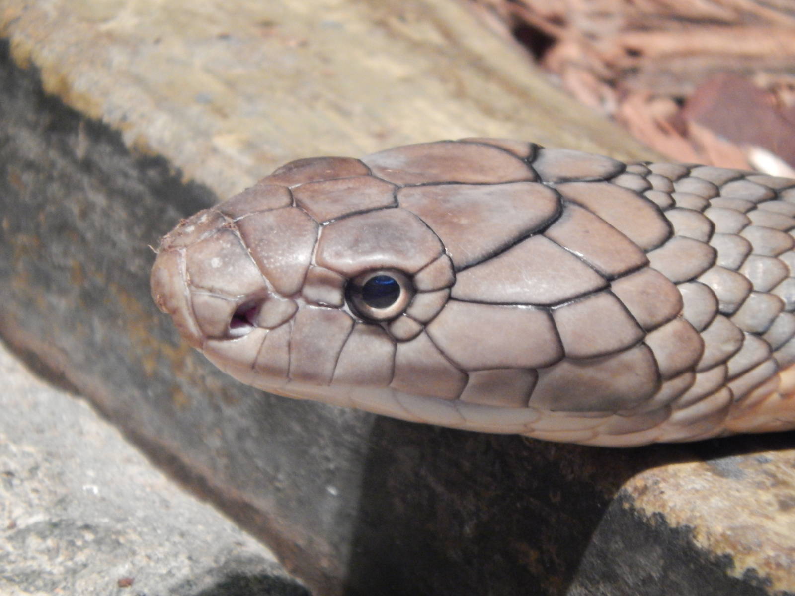 Feb. 2014 - Reptile House - King Cobra