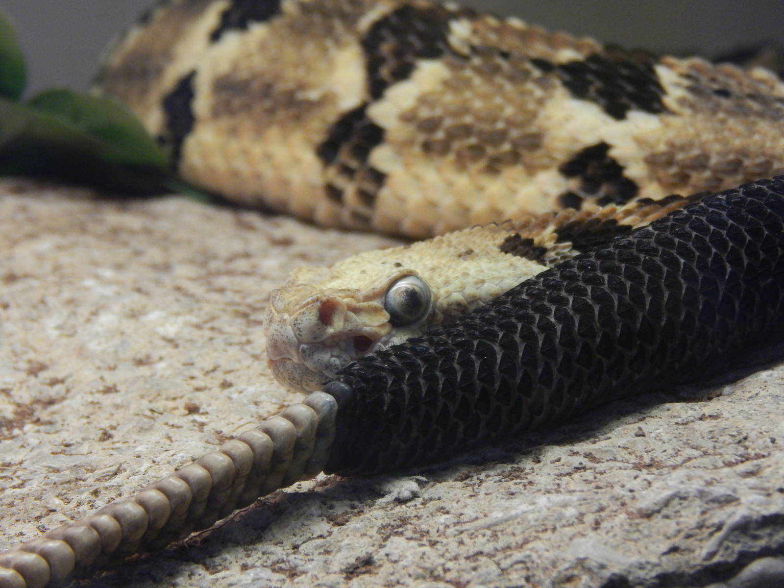 Feb. 2014 - Reptile House - Timber Rattlesnake