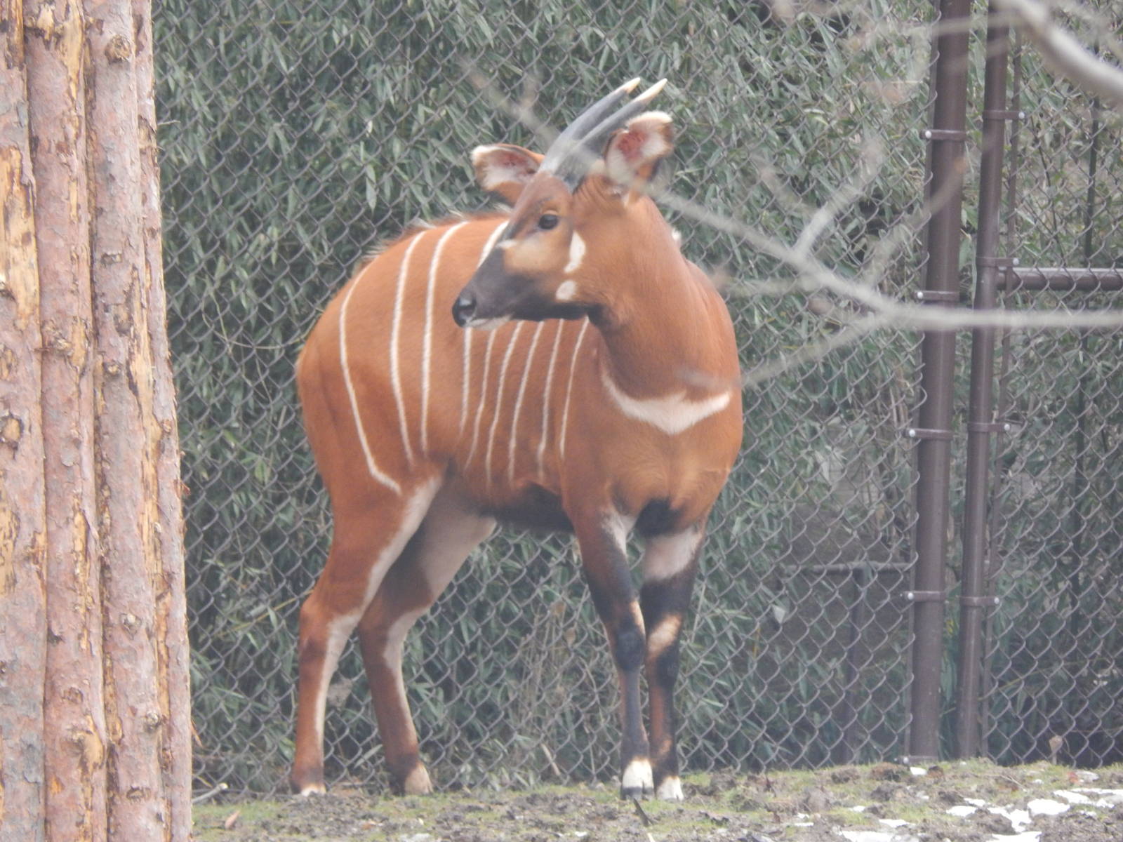Feb. 2014 - Rhino Reserve - New Eastern Bongo