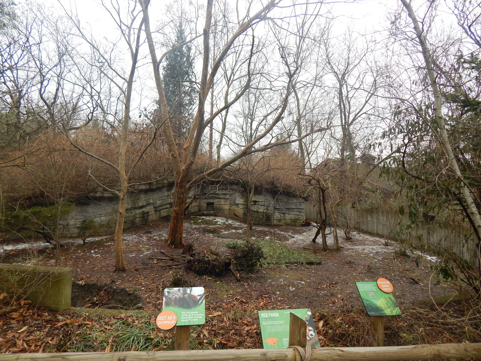 Feb. 2014 - Right Red Panda Exhibit