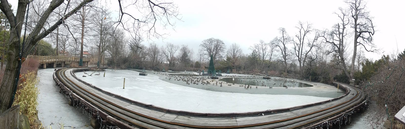 Feb. 2014 - Swan Lake