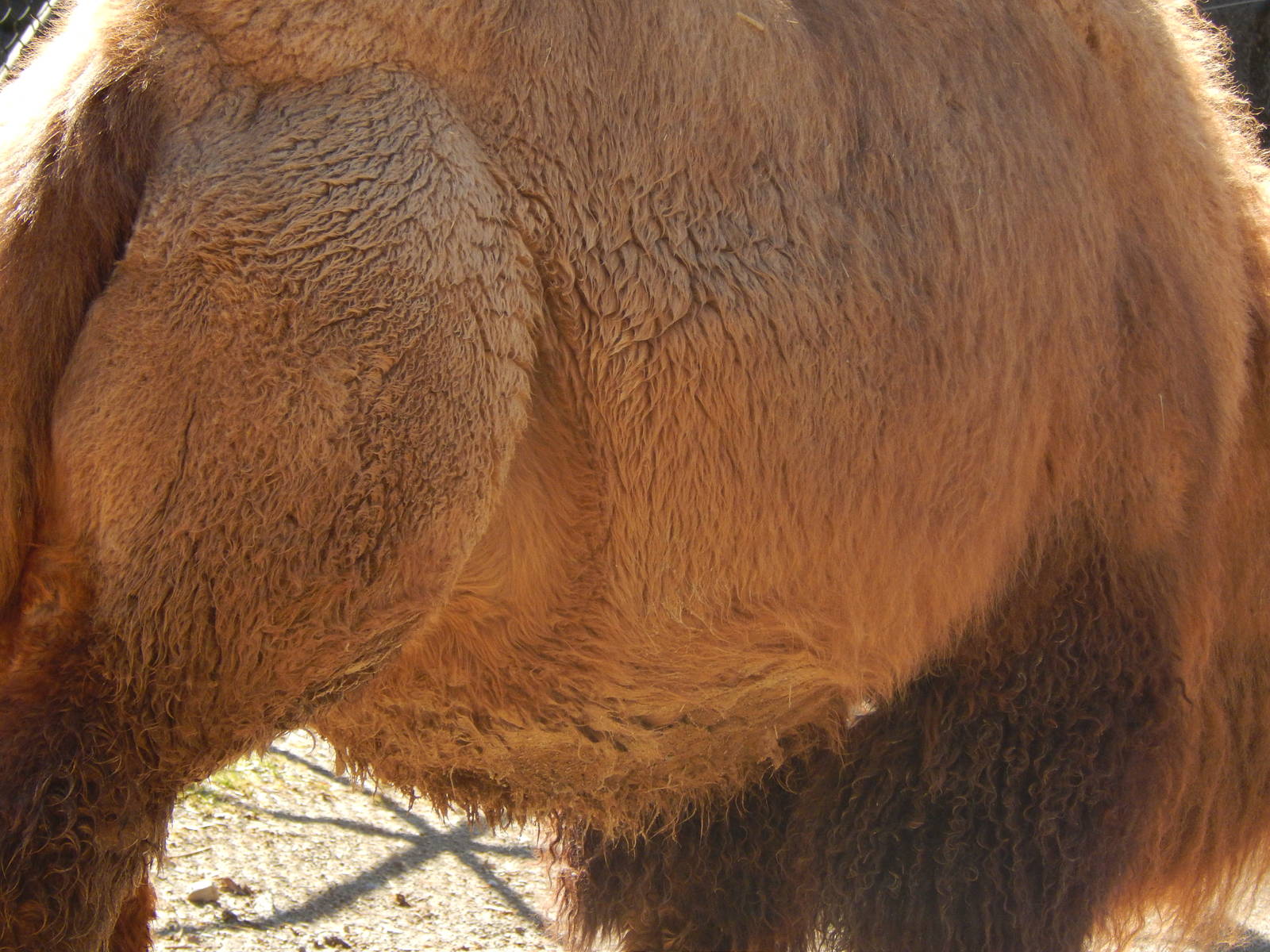 Feb. 2014 - Wildlife Canyon - A Pregnant Saari