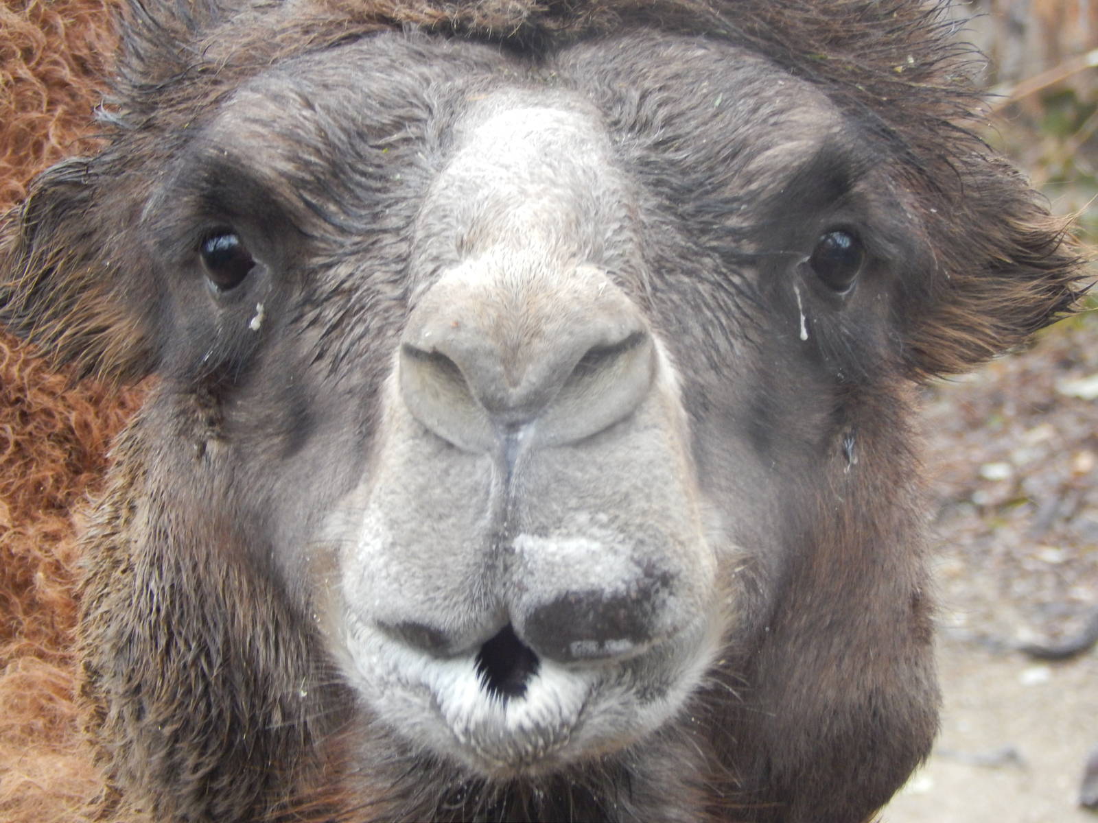 Feb. 2014 - Wildlife Canyon - Bactrian Camel named Humphrey