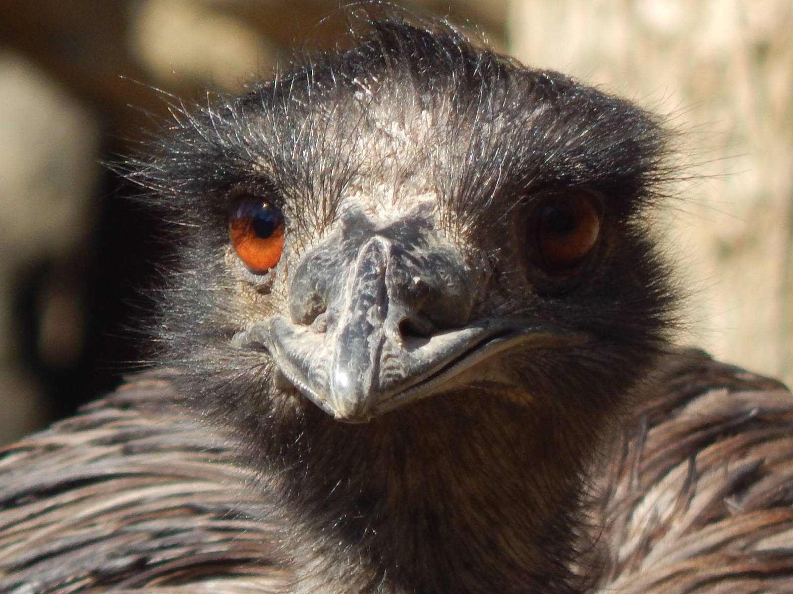 Feb. 2014 - Wildlife Canyon - Emu