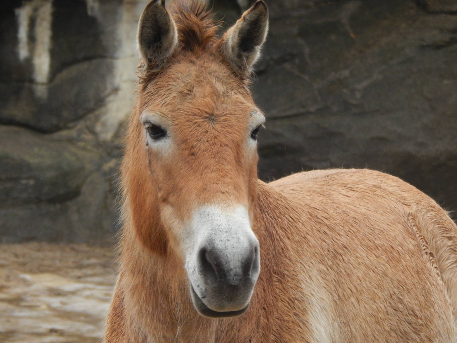 Feb. 2014 - Wildlife Canyon - Przewalski's Wild Horse