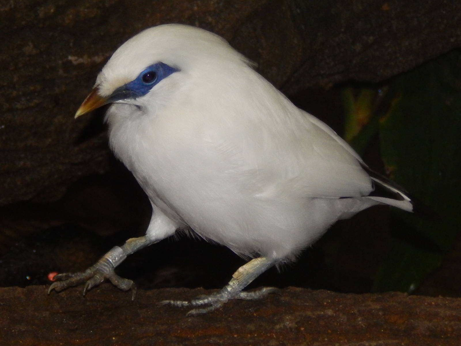 Feb. 2014 - Wings of the World - Bali Mynah