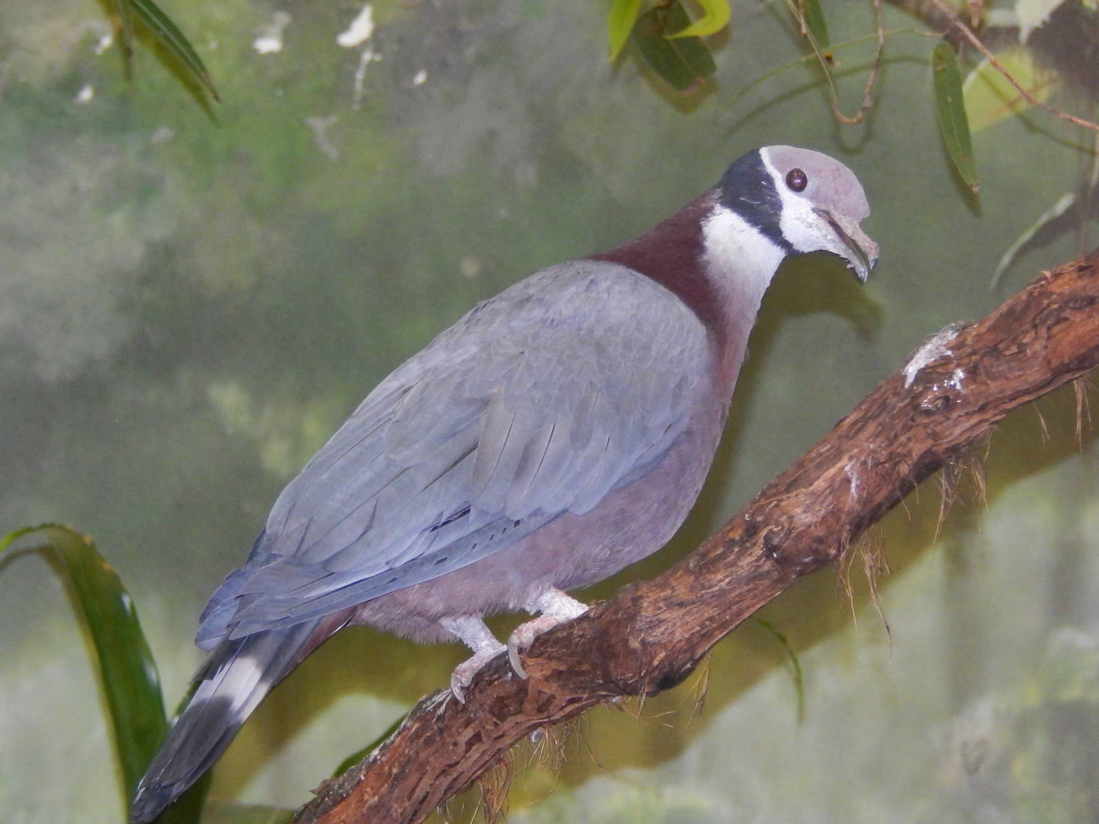 Feb. 2014 - Wings of the World - Black-collared Fruit Pigeon