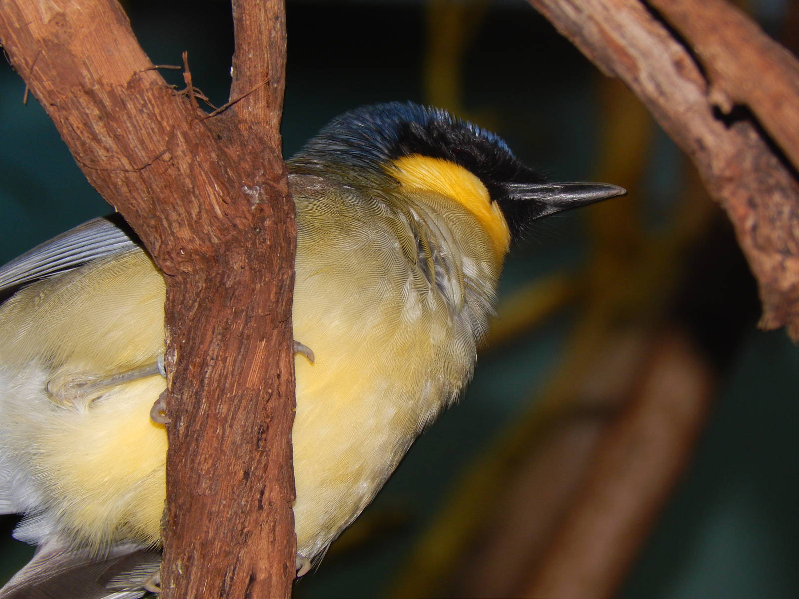Feb. 2014 - Wings of the World - Blue-crowned Laughing Thrush
