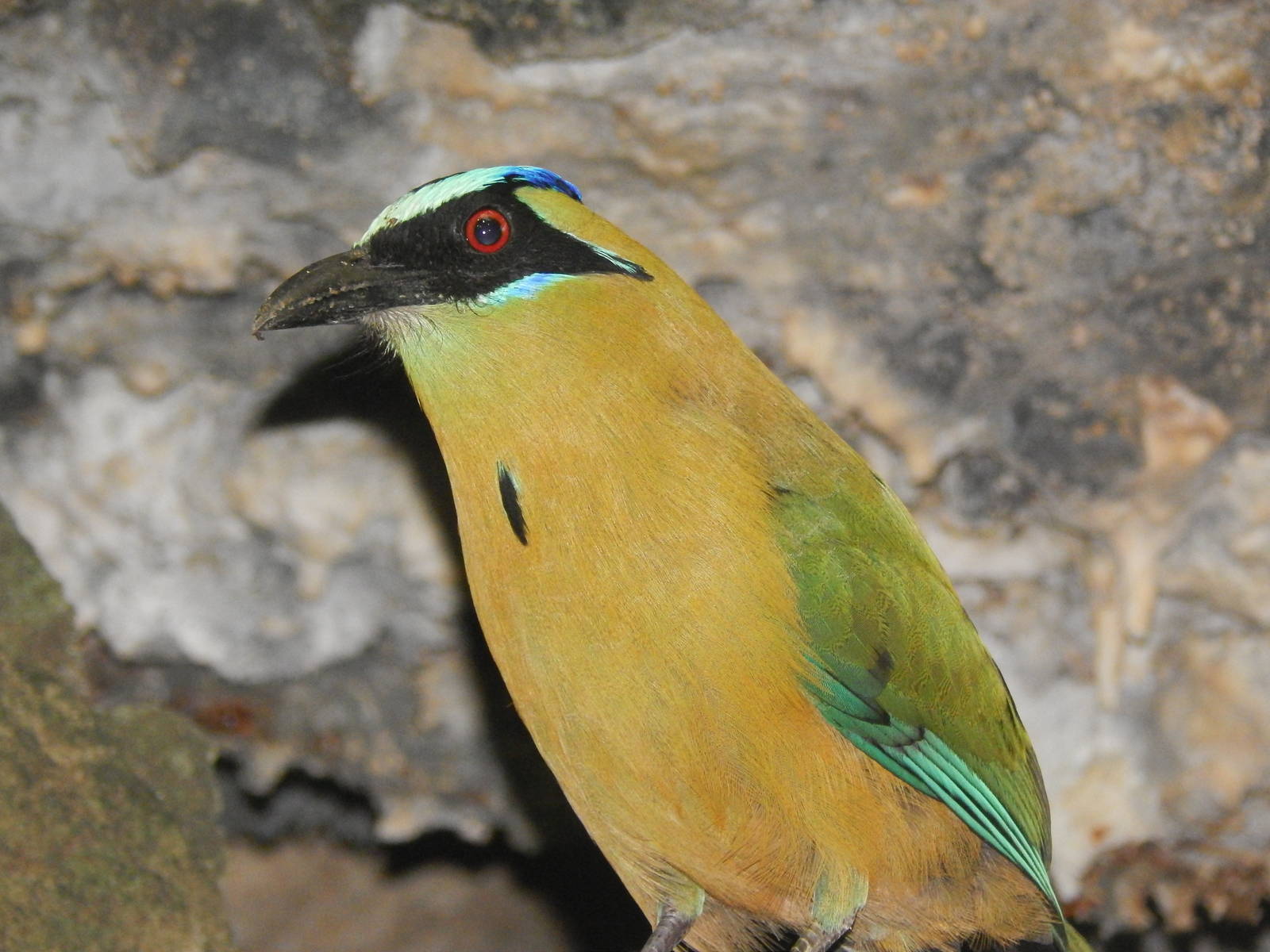 Feb. 2014 - Wings of the World - Blue-crowned Mot-Mot