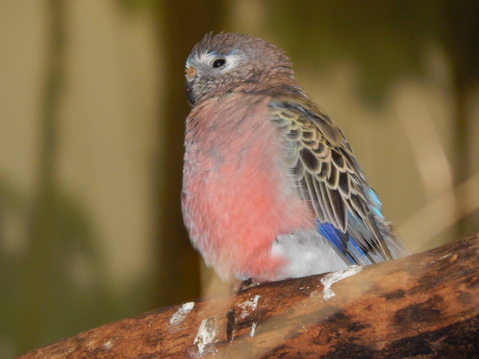 Feb. 2014 - Wings of the World - Bourke's Parakeet