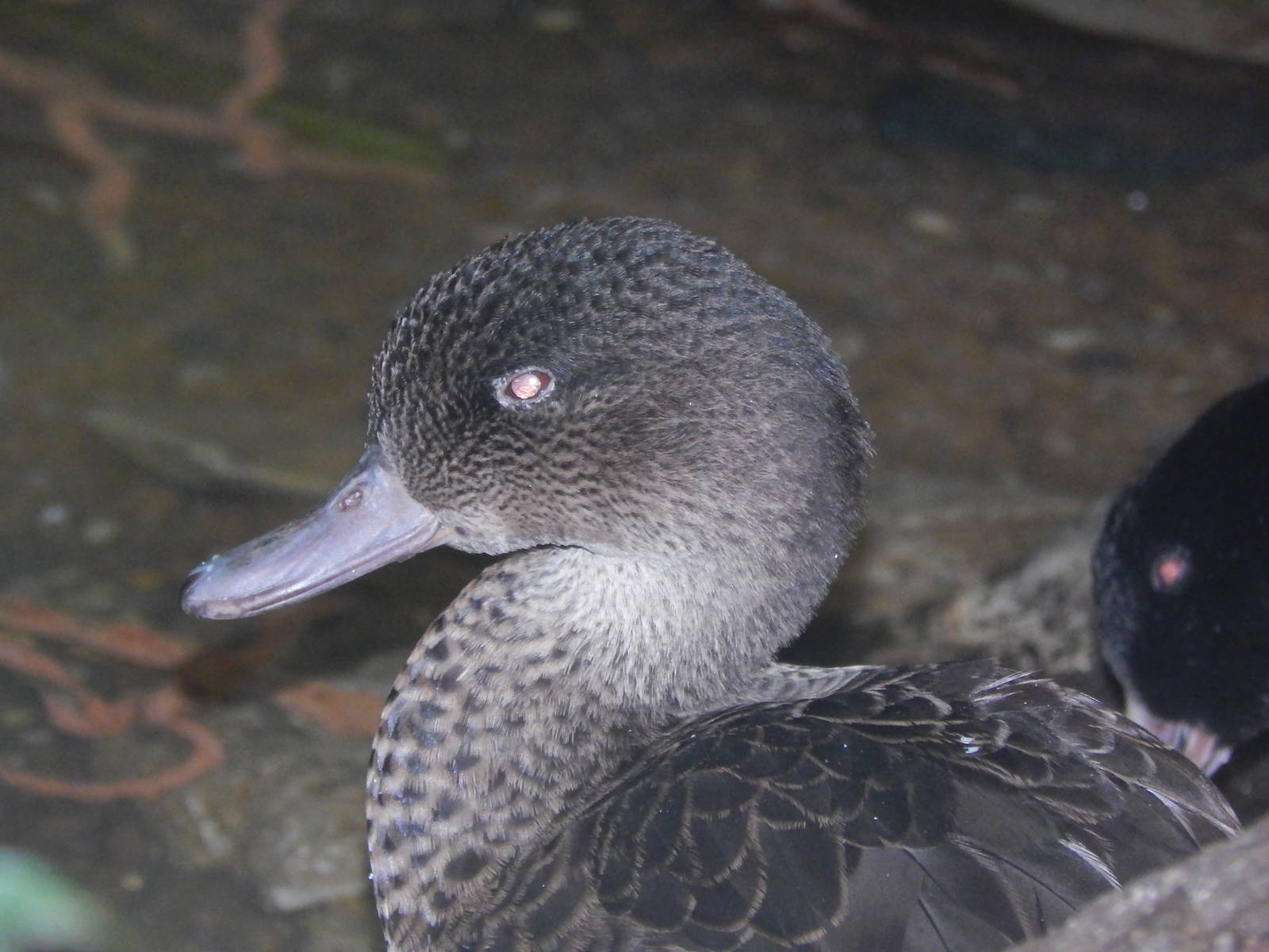 Feb. 2014 - Wings of the World - Chestnut Teal