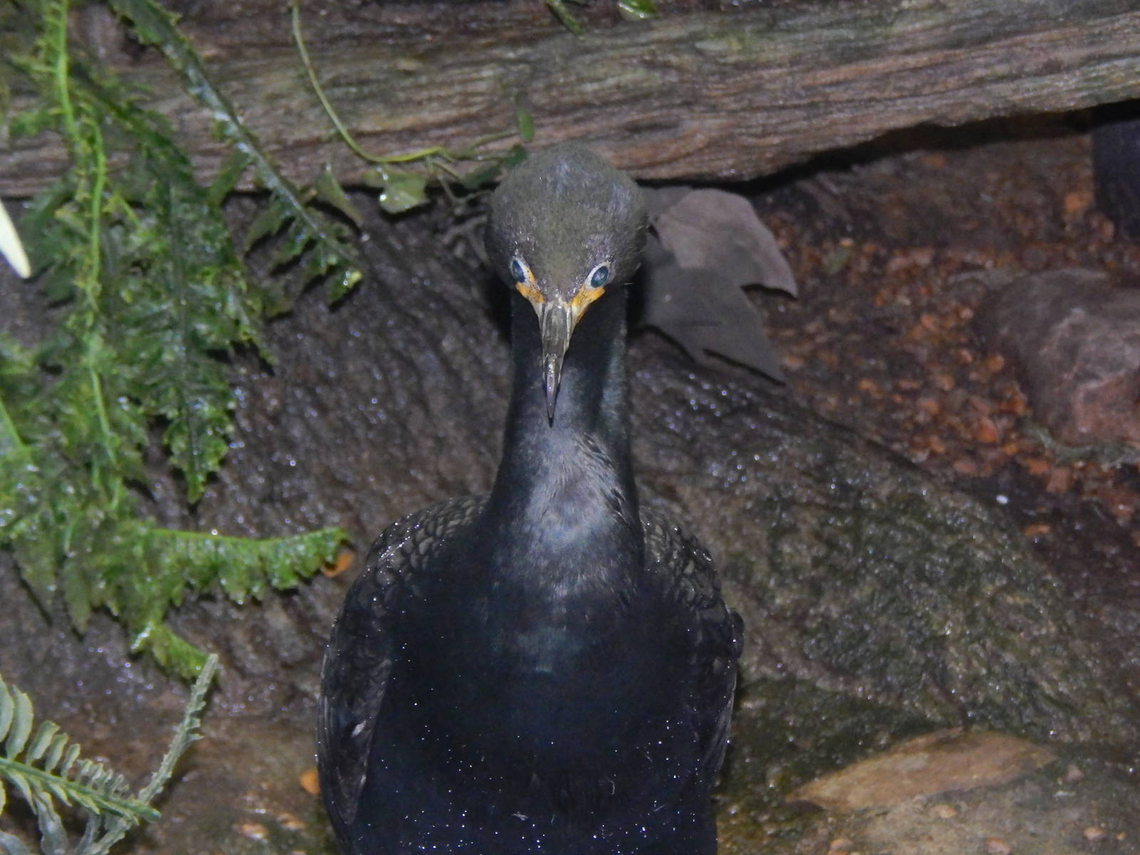 Feb. 2014 - Wings of the World - Double-crested Cormorant