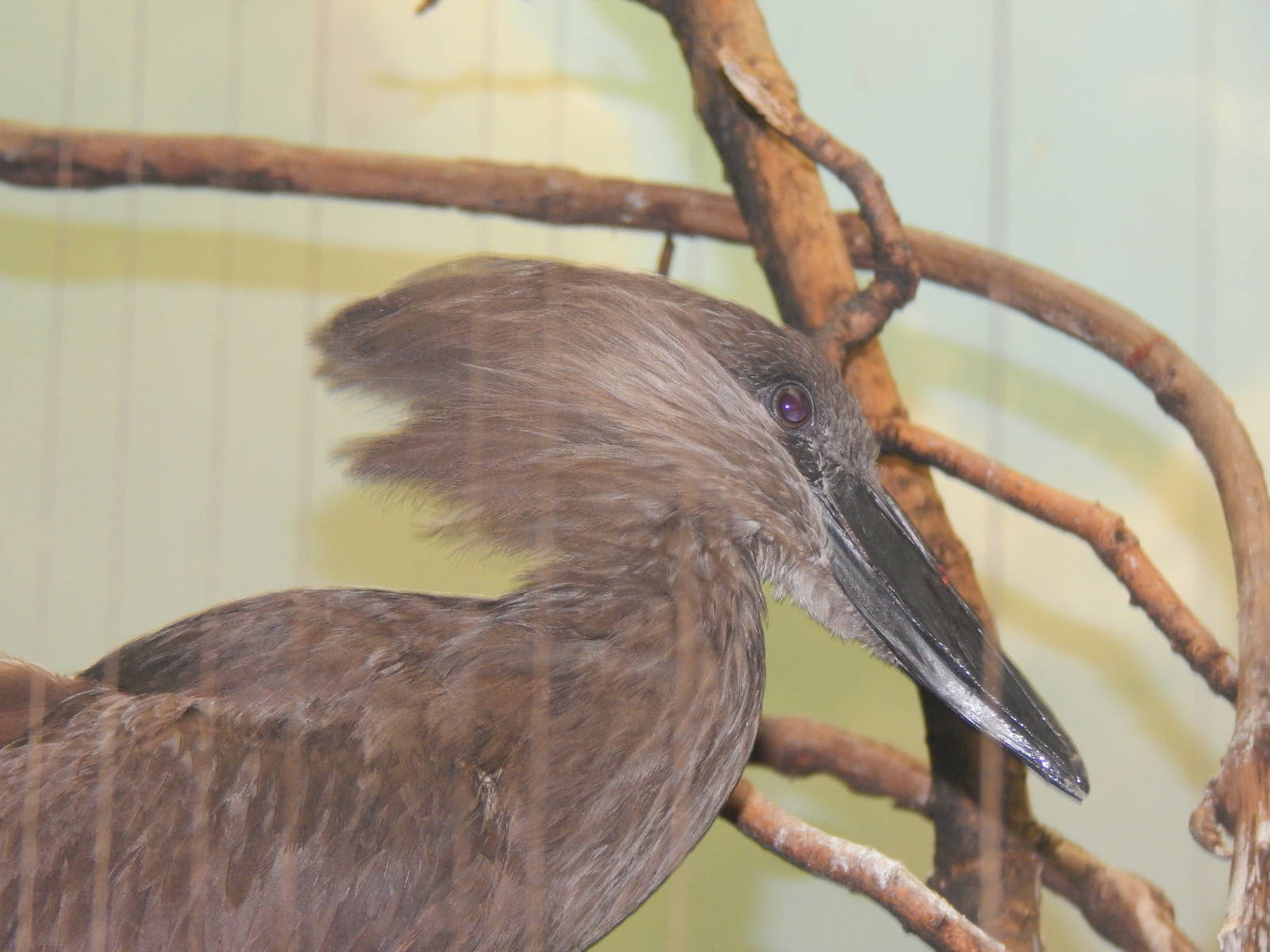 Feb. 2014 - Wings of the World - Hammerkop