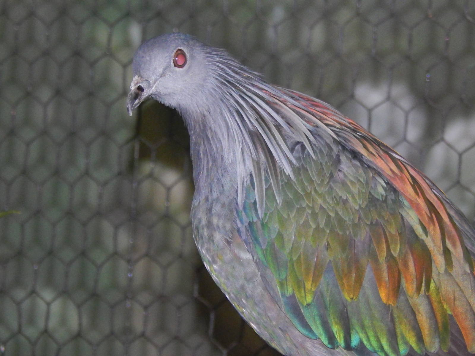 Feb. 2014 - Wings of the World - Nicobar Pigeon