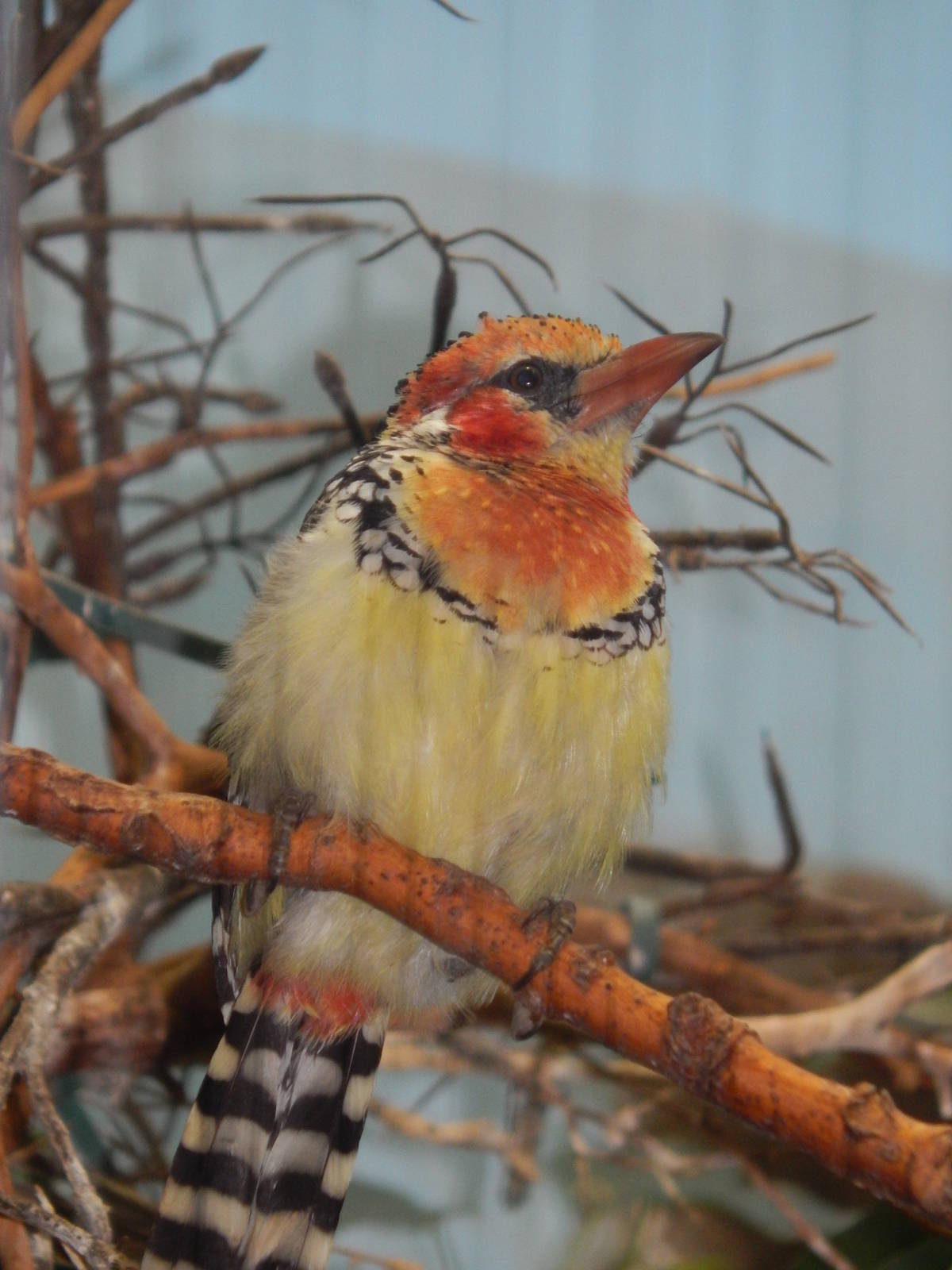 Feb. 2014 - Wings of the World - Red and Yellow Barbet