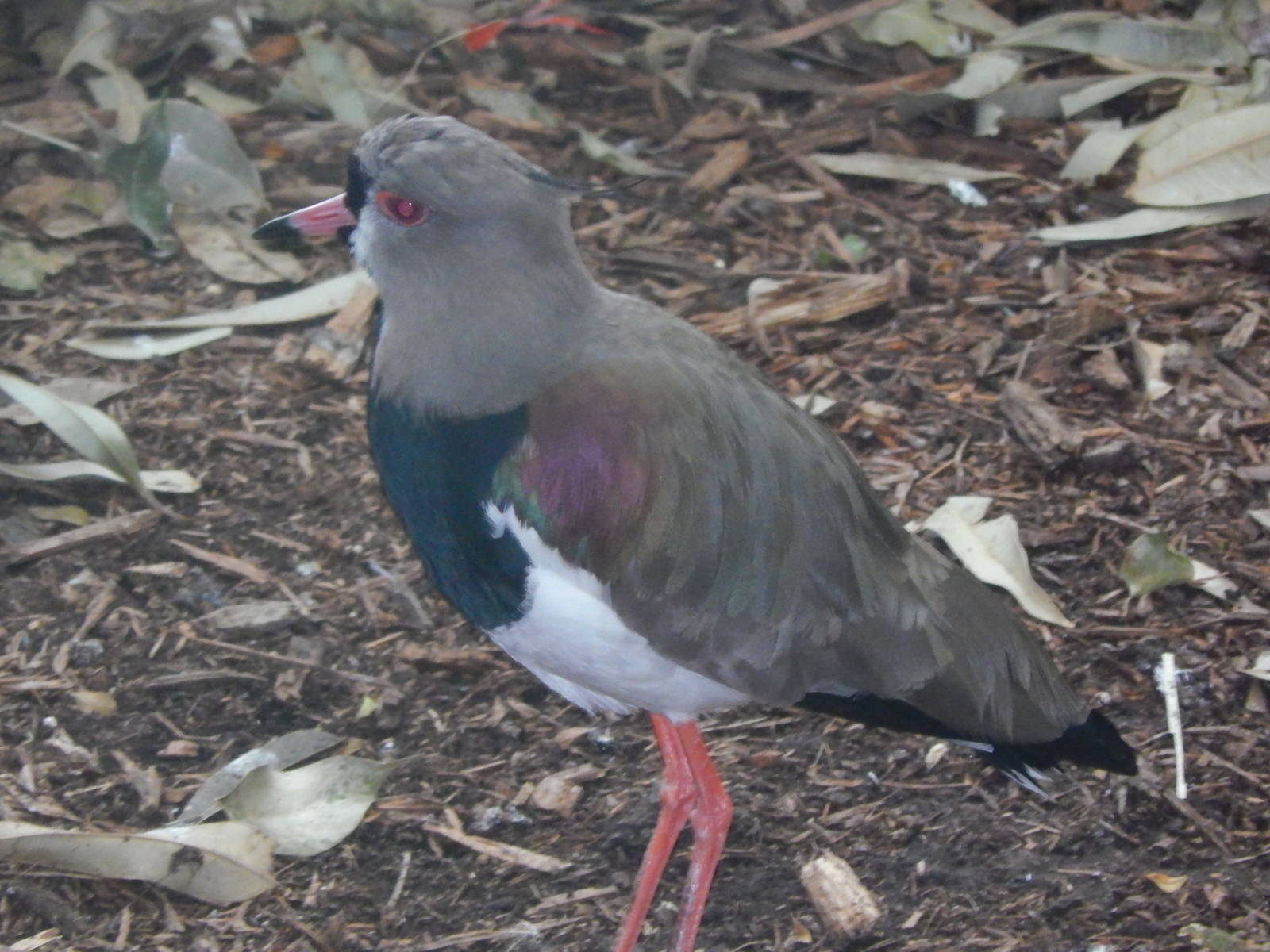 Feb. 2014 - Wings of the World - Southern Lapwing
