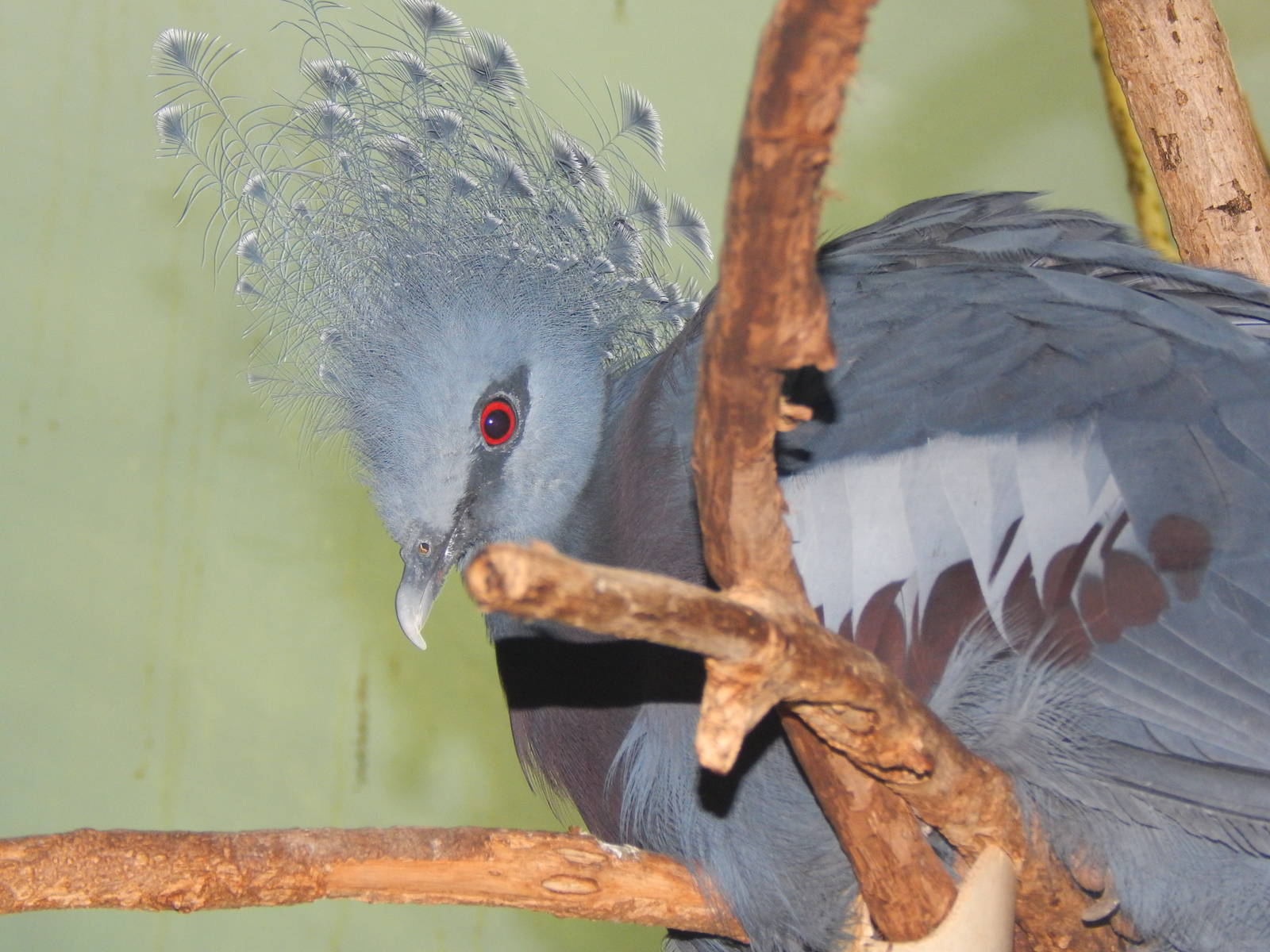 Feb. 2014 - Wings of the World - Victoria Crowned Pigeon