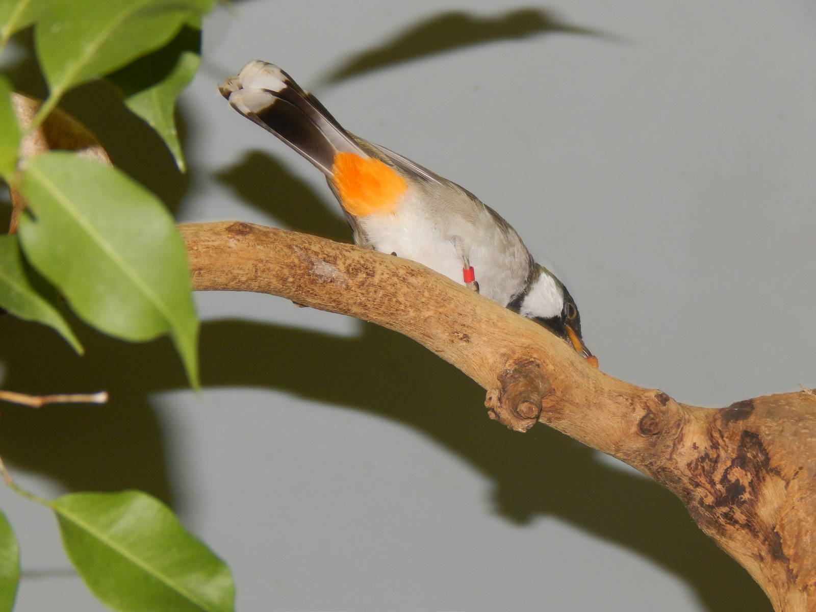 Feb. 2014 - Wings of the World - White-eared Bulbul