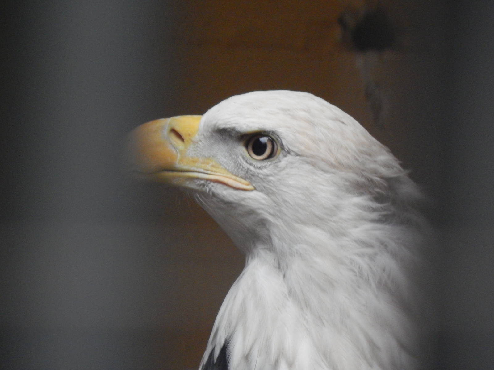 Feb. 2014 - Wings of Wonder - Taste of America