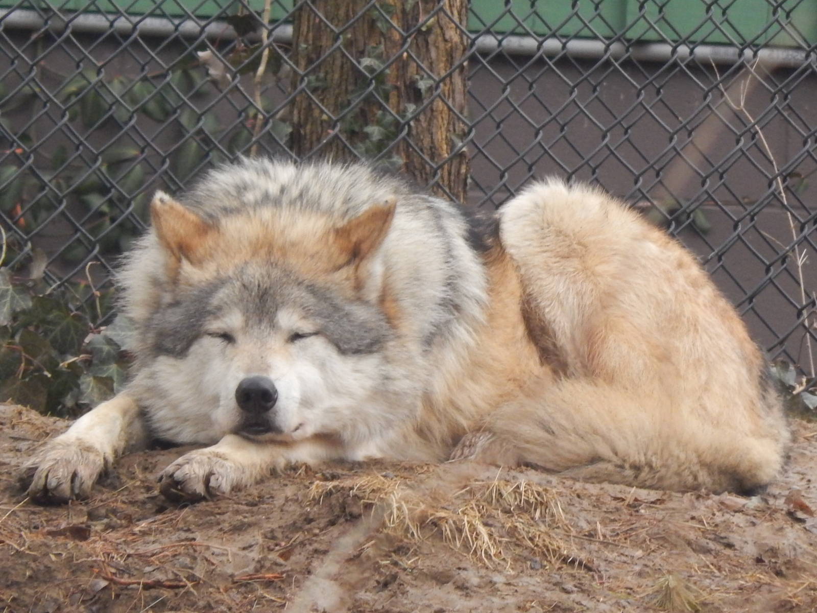 Feb. 2014 - Wolf Woods - Mexican Wolf