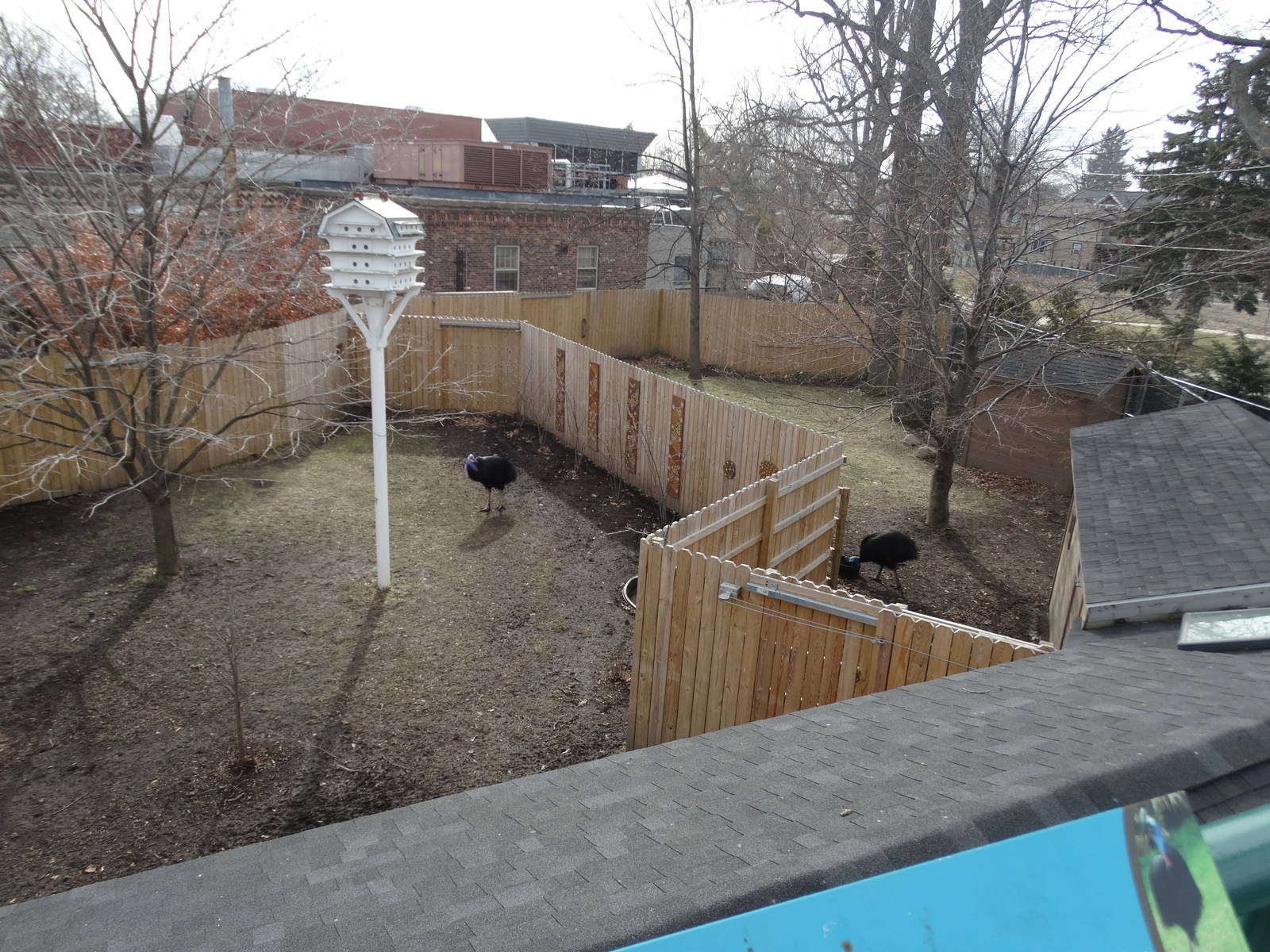Feb. 2015 - Cassowary Crossing From Above