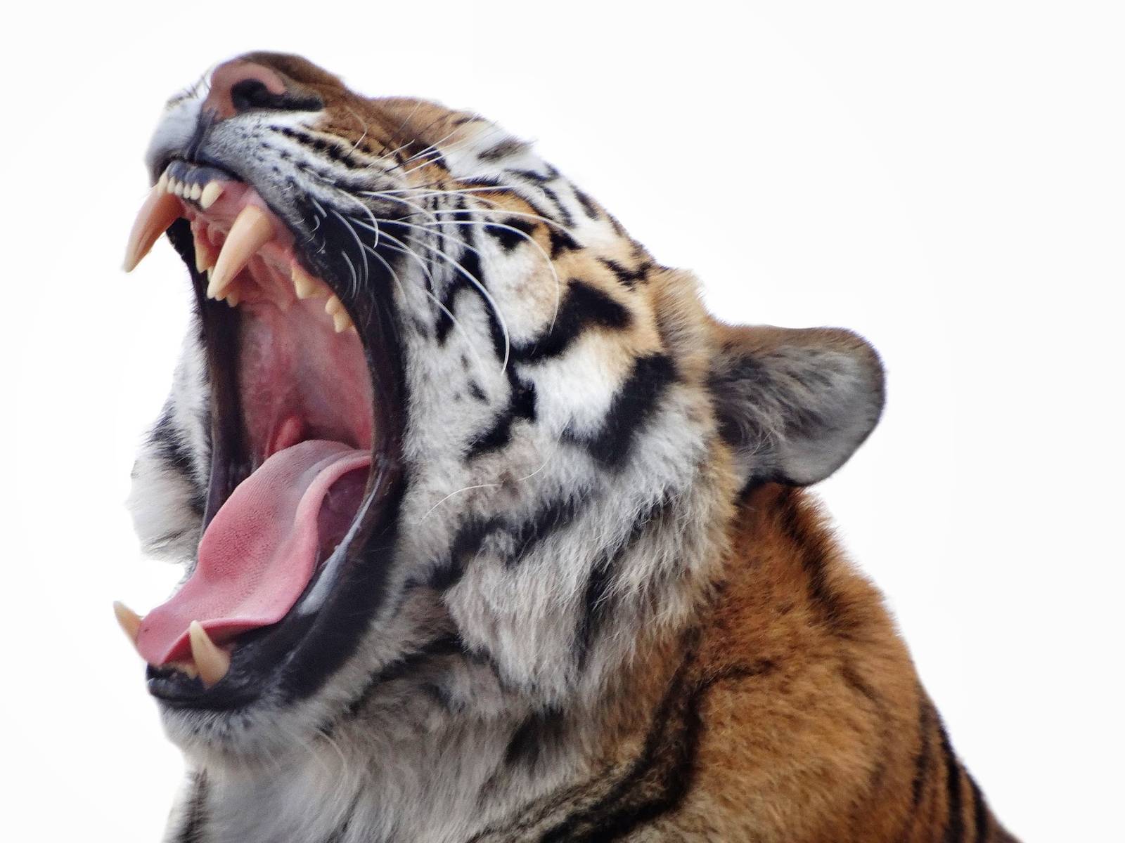 Feb. 2015 - Tiger Terrace - Amur Tiger