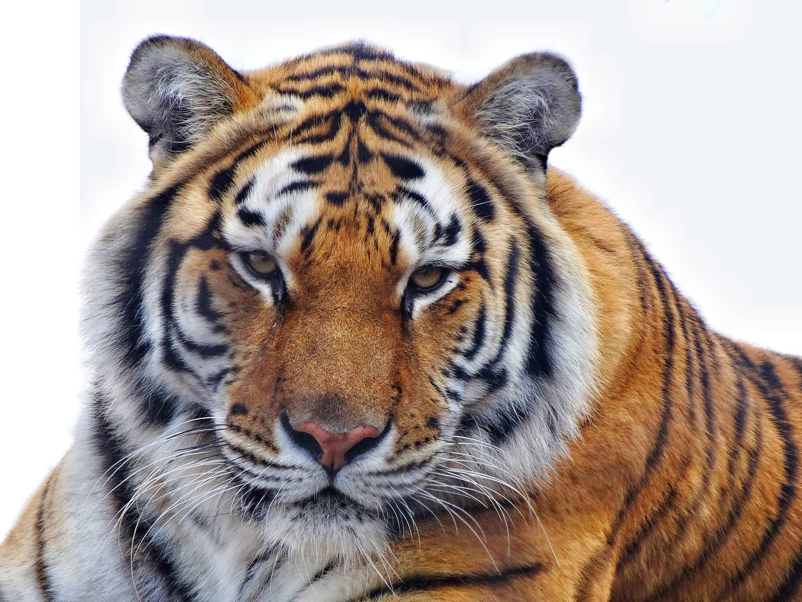 Feb. 2015 - Tiger Terrace - Amur Tiger