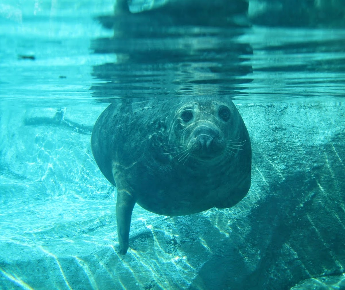 Feb. 2016 - Arctic Encounter - Grey Seal