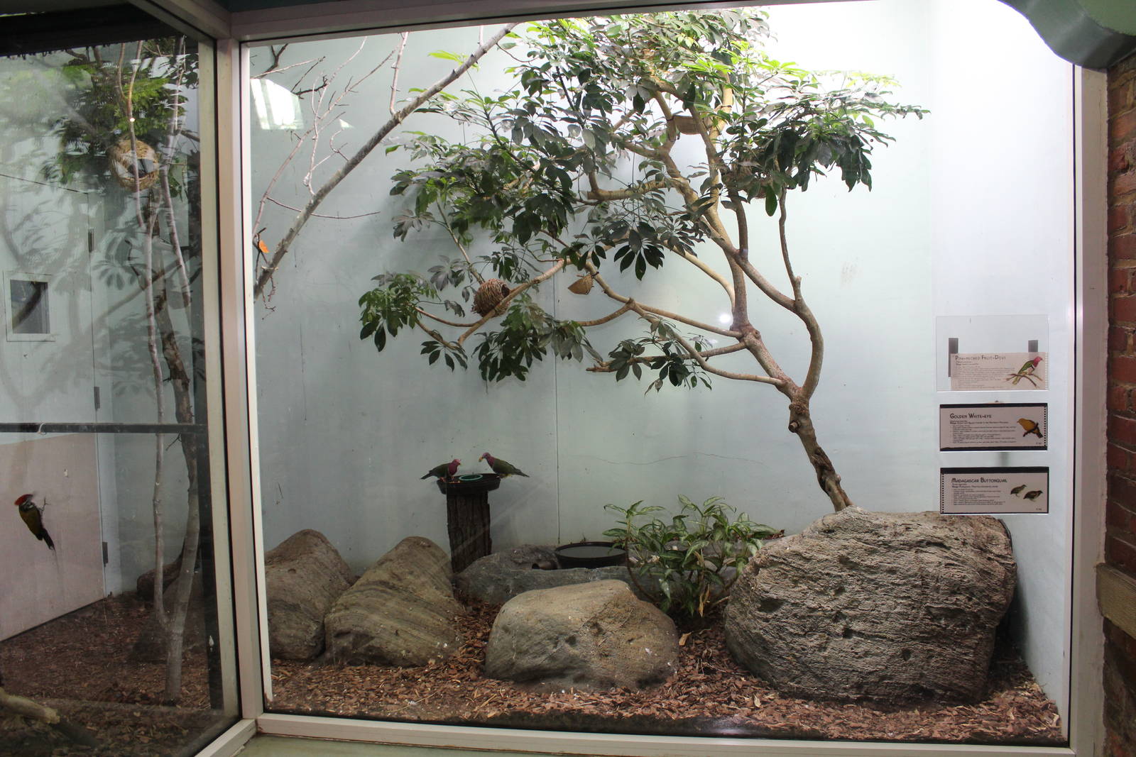 Feb. 2016 - Aviary - 3 Species