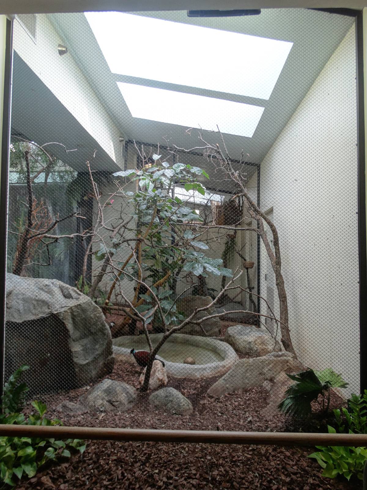 Feb. 2016 - Aviary - 5 Species Exhibit