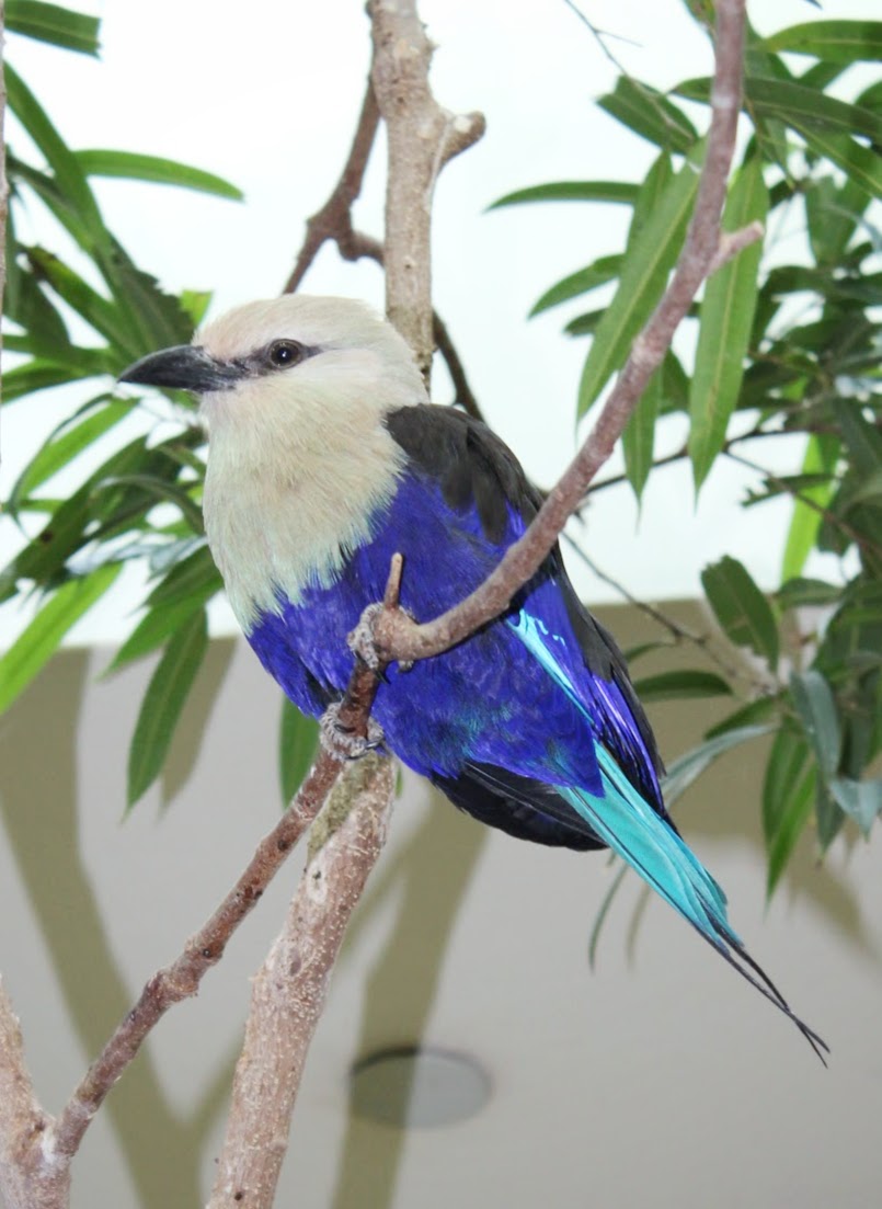 Feb. 2016 - Aviary - African Grasslands - Blue-bellied Roller