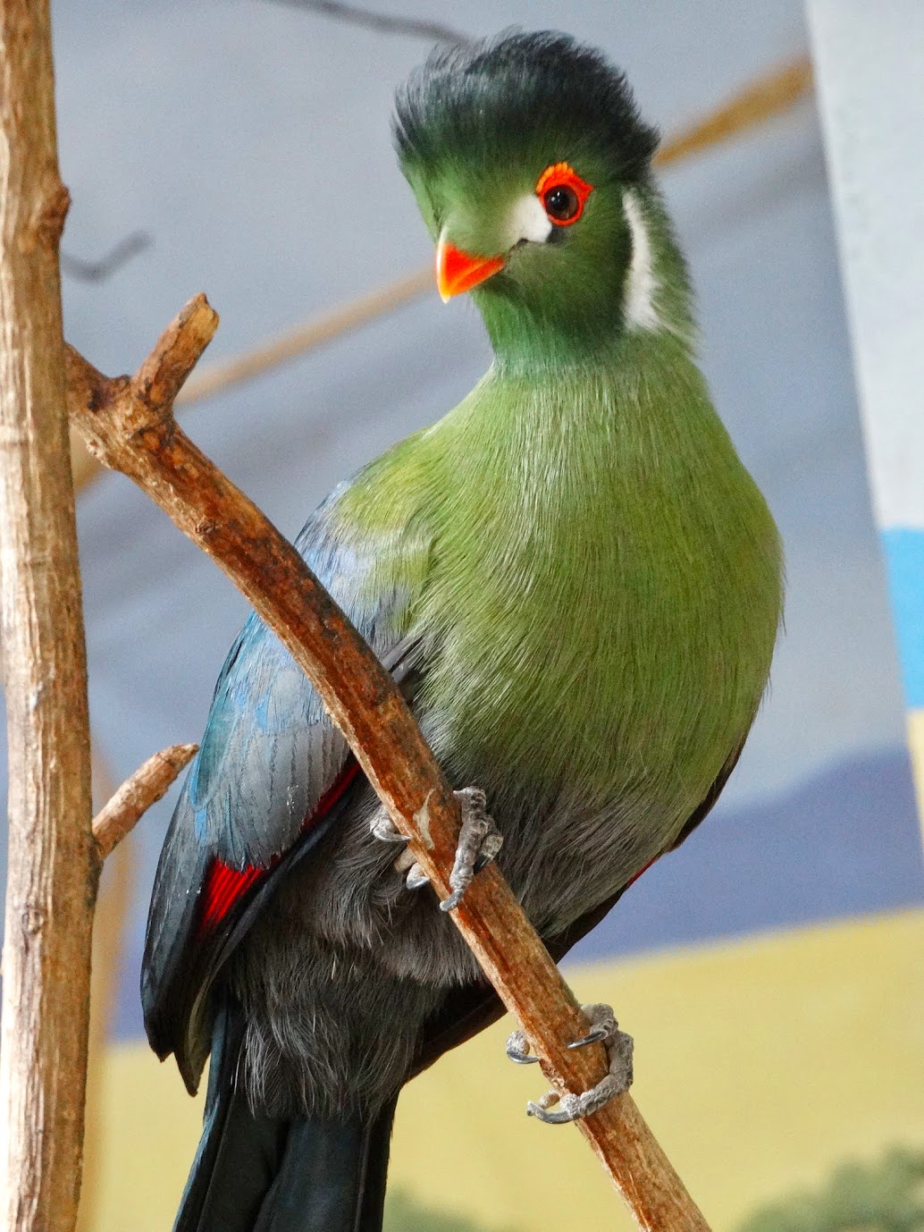 Feb. 2016 - Aviary - African Grasslands - White-cheeked Turaco