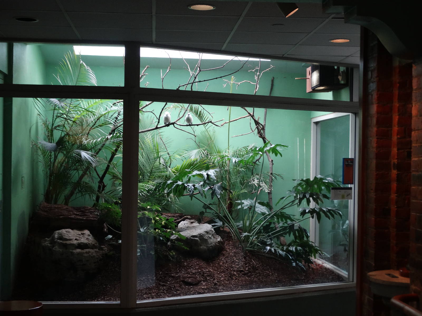 Feb. 2016 - Aviary - Bali Starling Exhibit