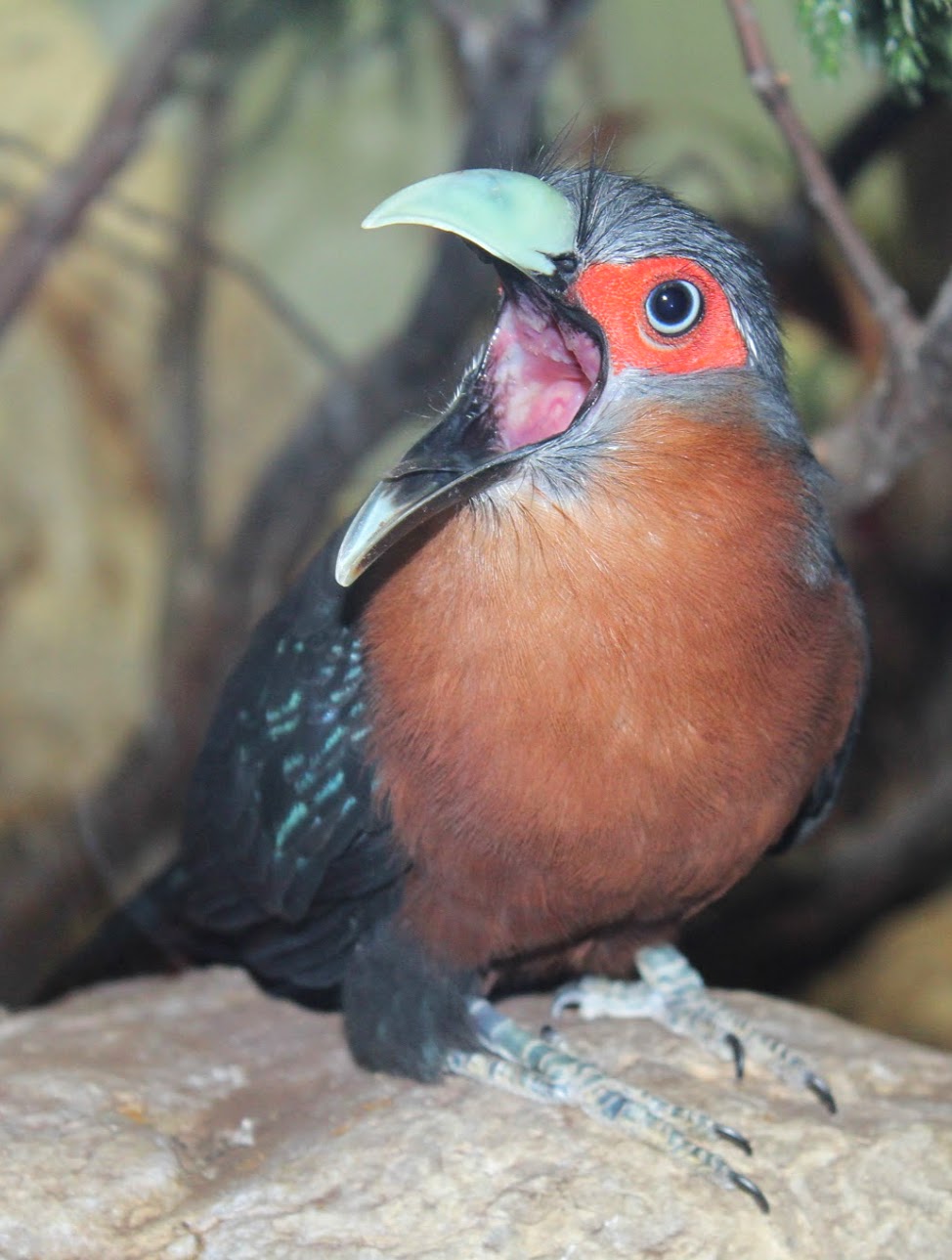 Feb. 2016 - Aviary - Chestnut-breasted Malkoha