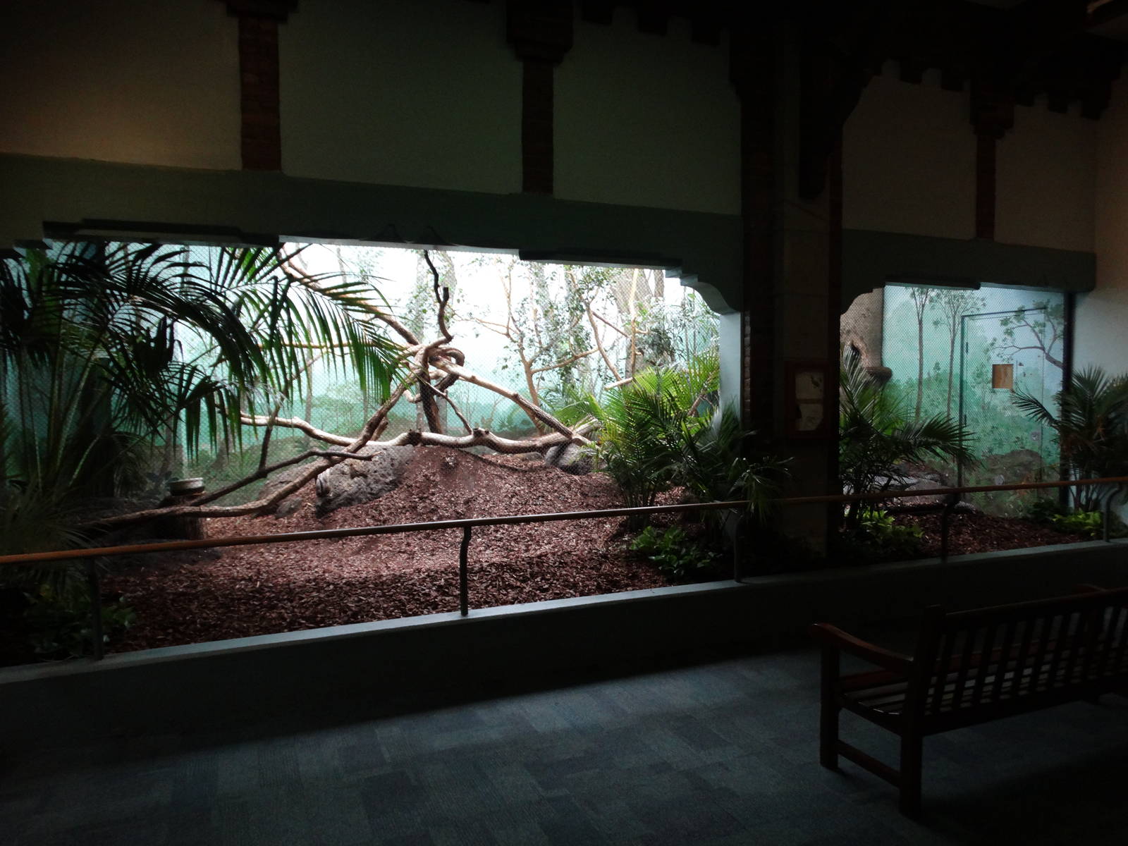 Feb. 2016 - Aviary - Rhinoceros Hornbill Exhibit