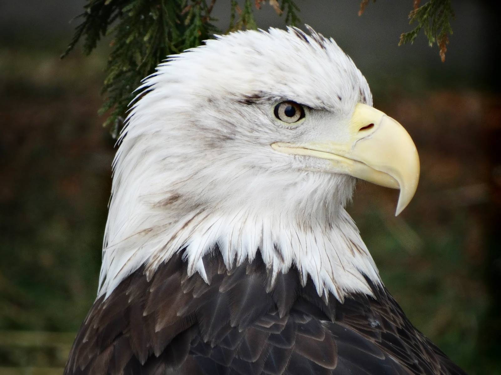 Feb. 2016 - Bald Eagle