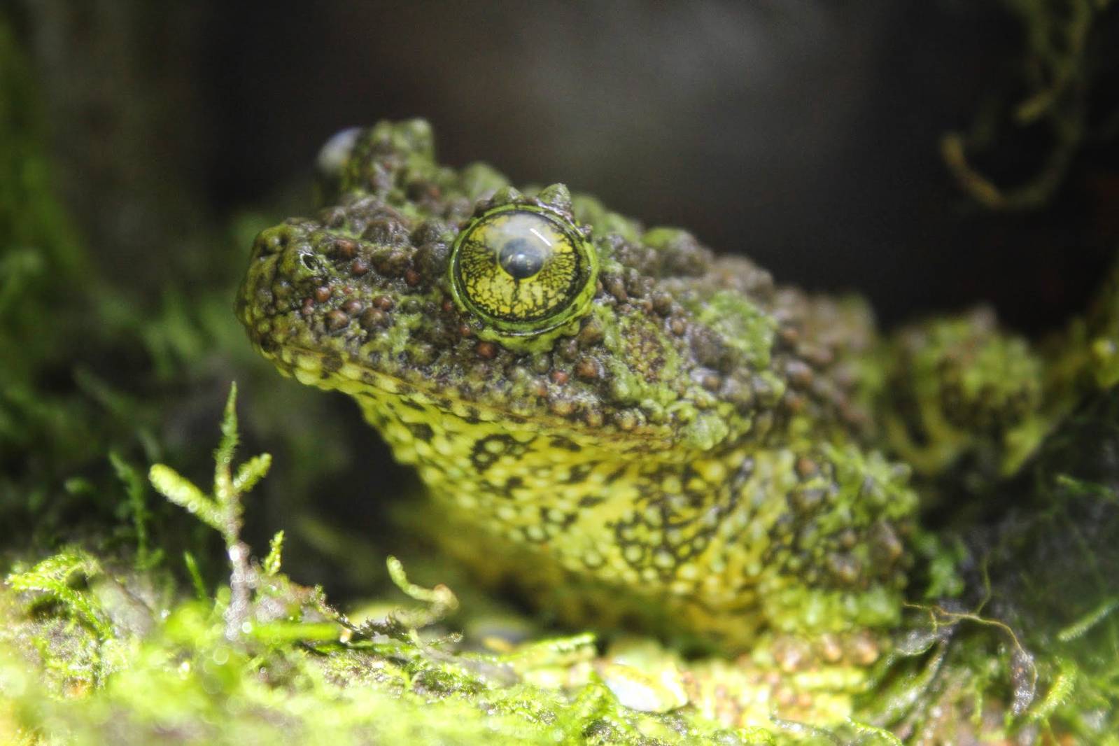 Feb. 2016 - Frog Bog - Vietnamese Mossy Frog