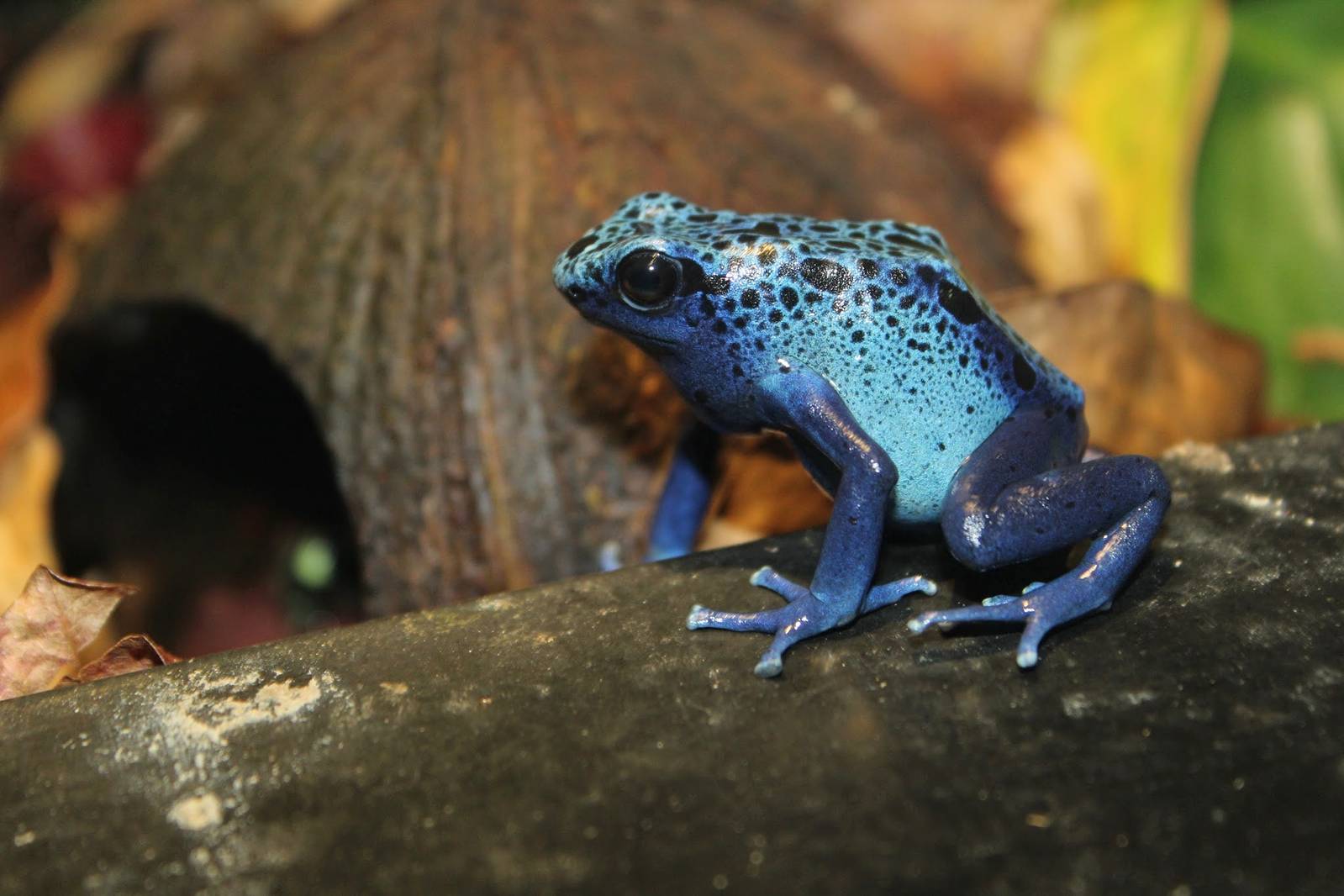 Feb. 2016 - Museum of Science - Amazing Amphibians - Blue Dart Frog